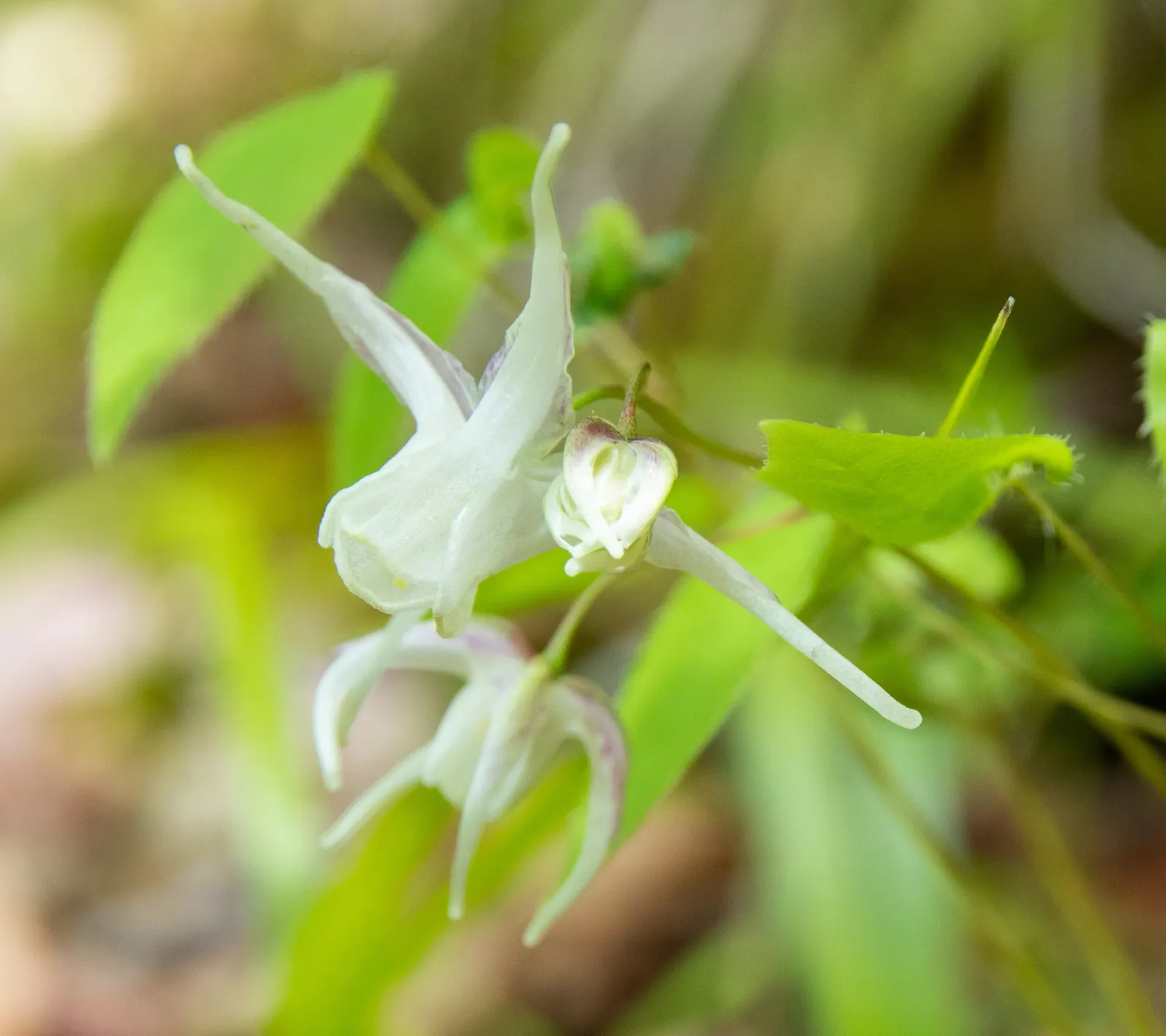 Barrenwort (Epimedium Alpinum) — commonly known as Barrenwort