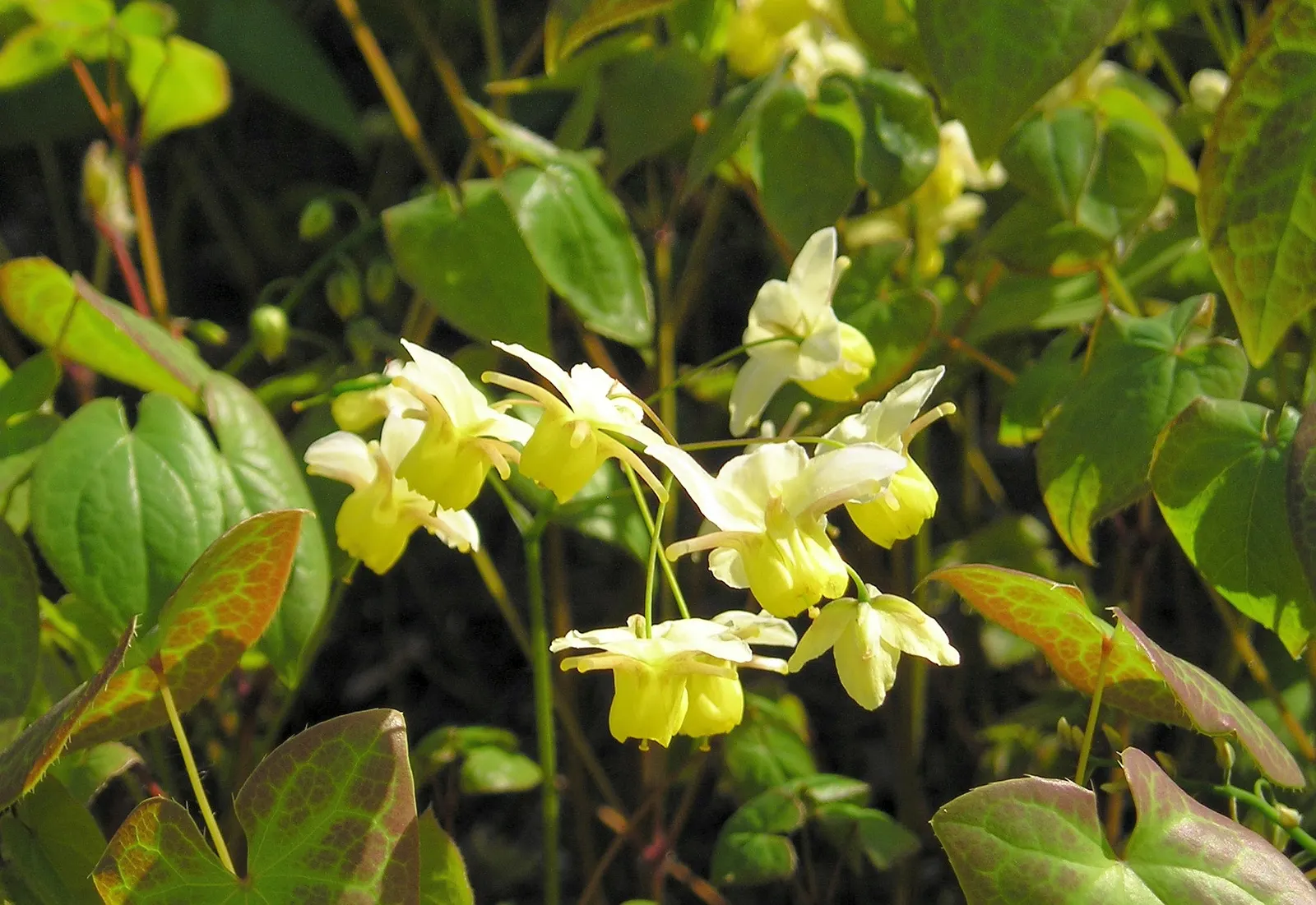 Barrenwort (Epimedium Alpinum) — adding ecological value to the garden.<br><br>Adapted for shaded to part-shaded areas; it typically reaches a height of 12 to