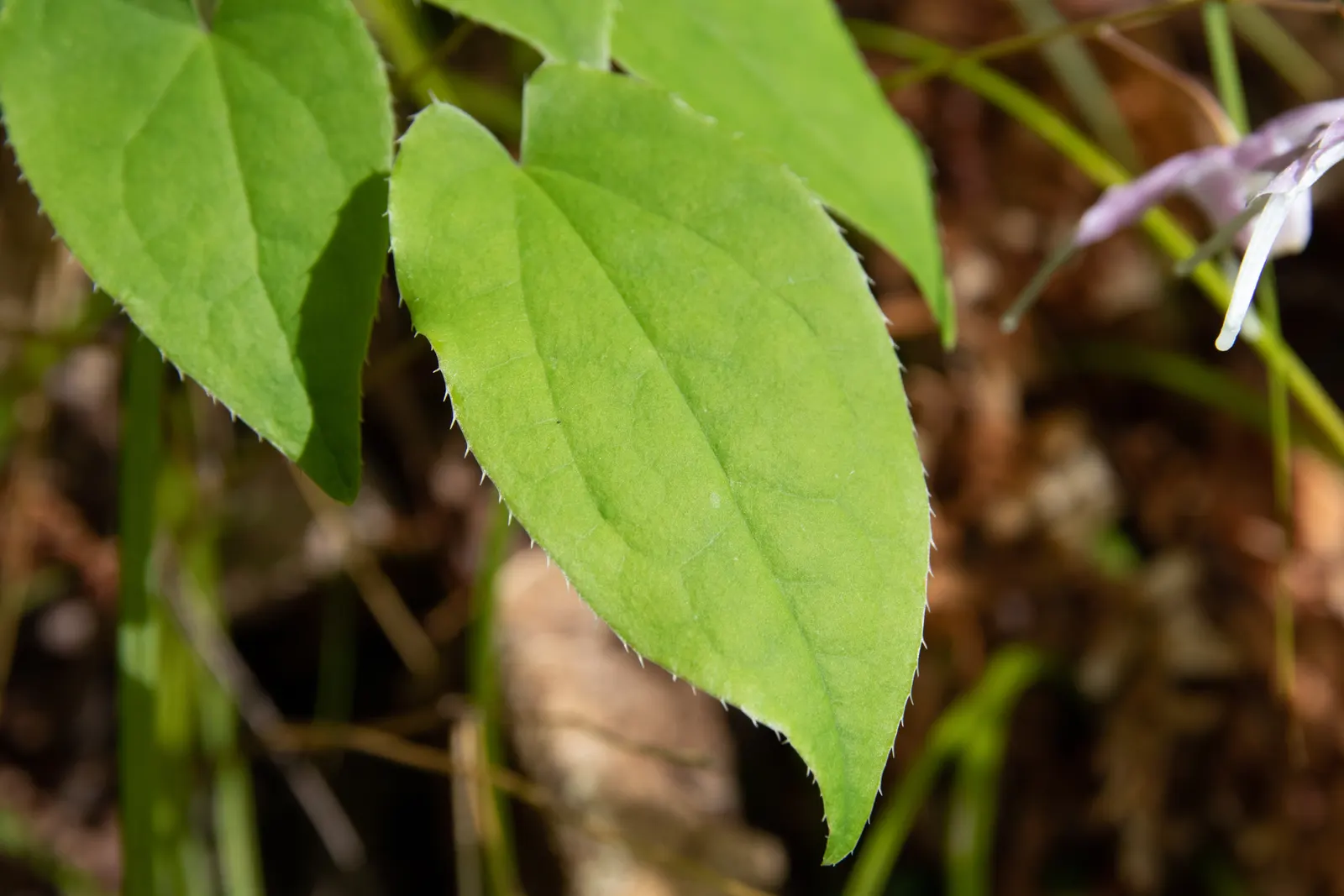 Barrenwort (Epimedium Alpinum) — Epimedium alpinum is known for its drought tolerance and resistance to deer