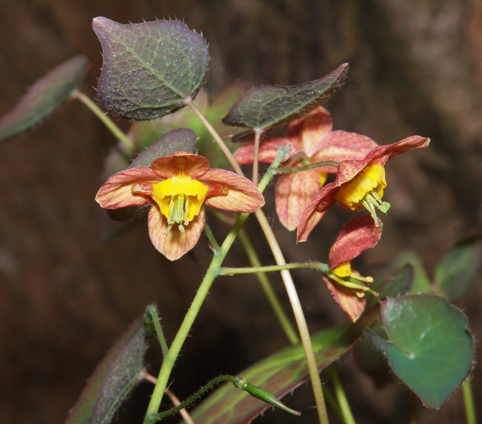 Barrenwort (Epimedium Alpinum) — commonly known as Barrenwort; hardy in zones 5-8, it reaches a height of 8-12 inches and spreads up to 18 inches, image 57