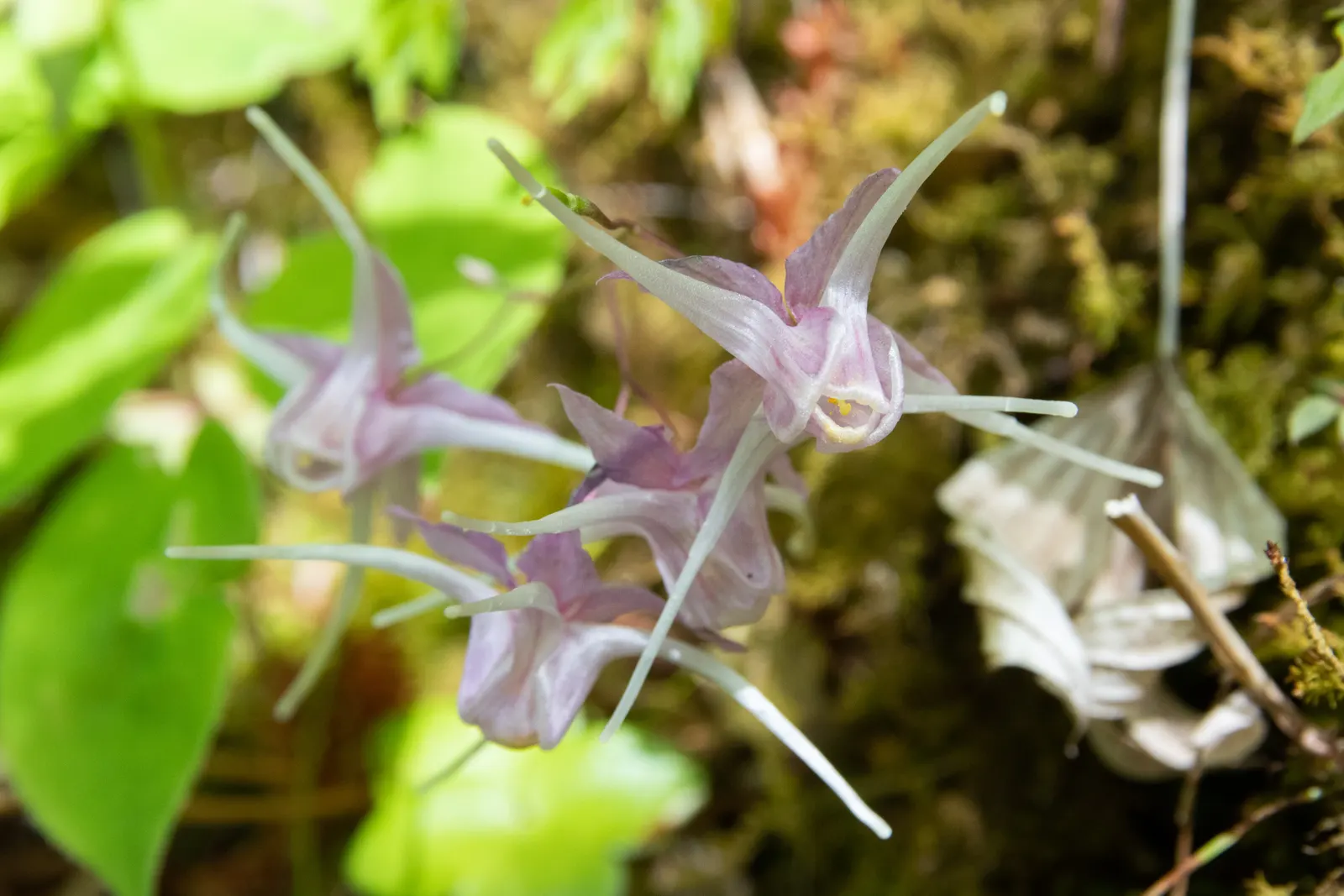Barrenwort (Epimedium Alpinum) — Ideal for woodland gardens