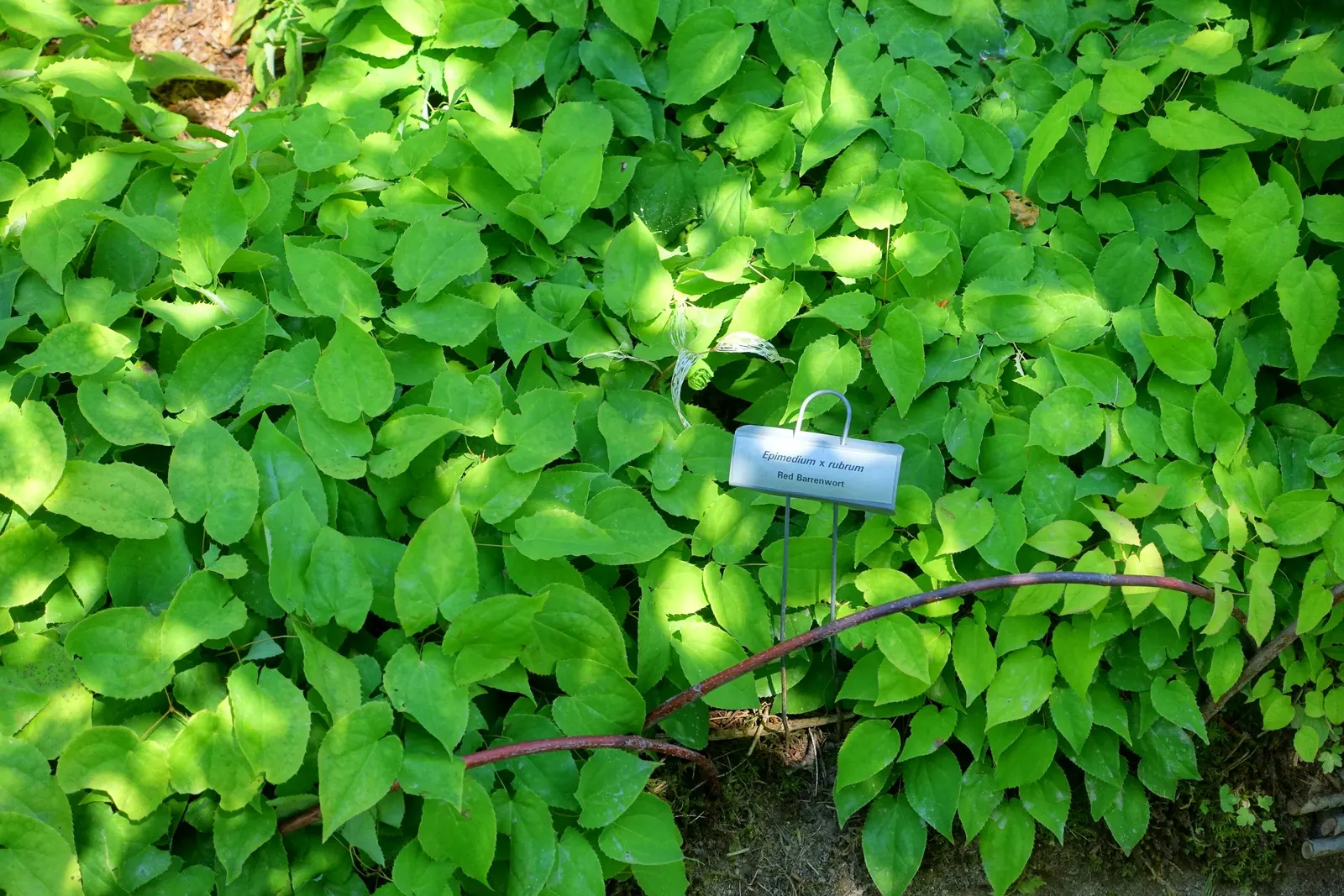 Barrenwort (Epimedium Alpinum) — It typically reaches a height of 12 to 15 inches with a similar spread