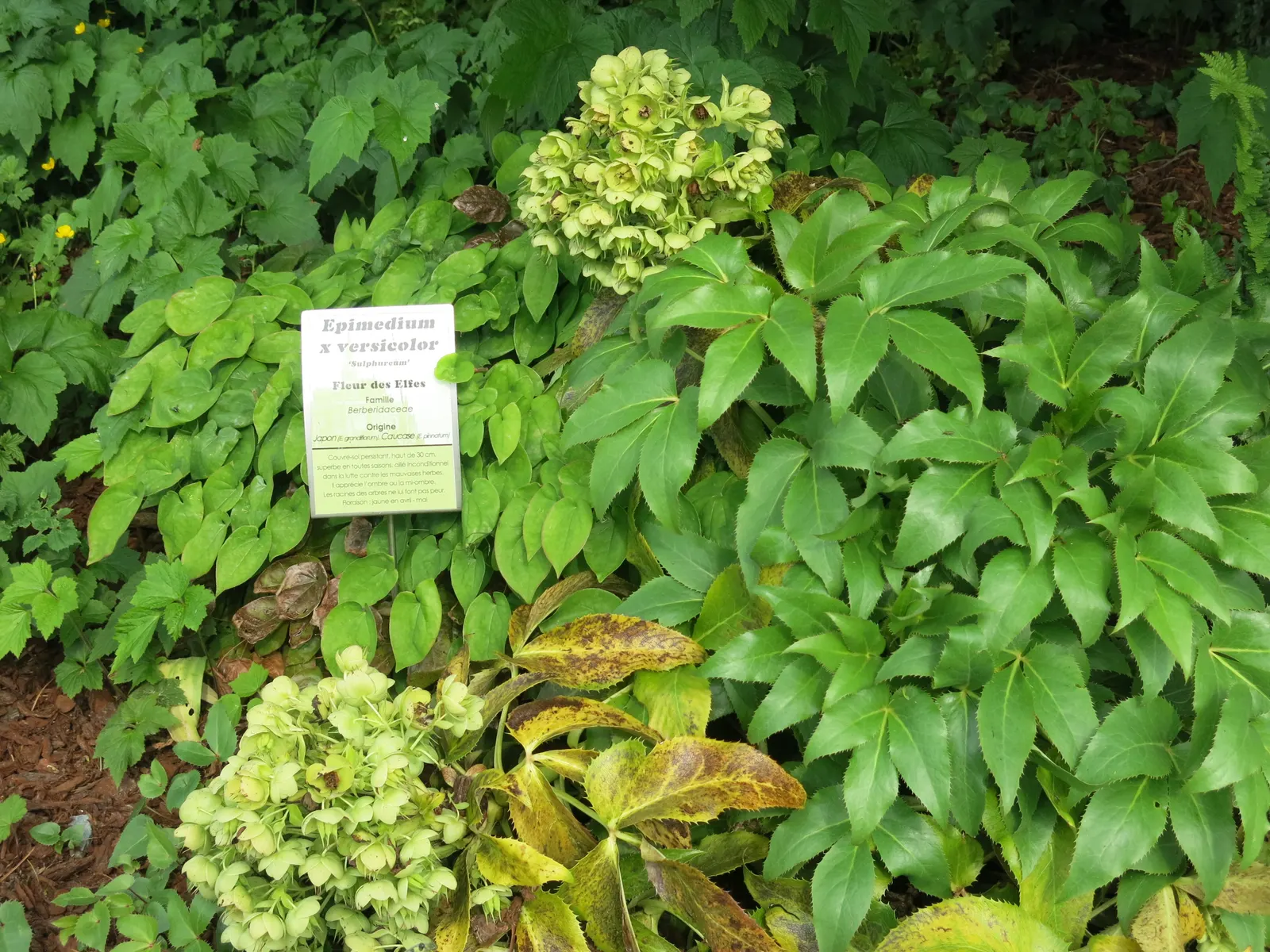 Barrenwort (Epimedium Alpinum) — Barrenwort is a must-have for creating layered and textured garden designs; it is hardy in Zones 5 to 9, ensuring suitability