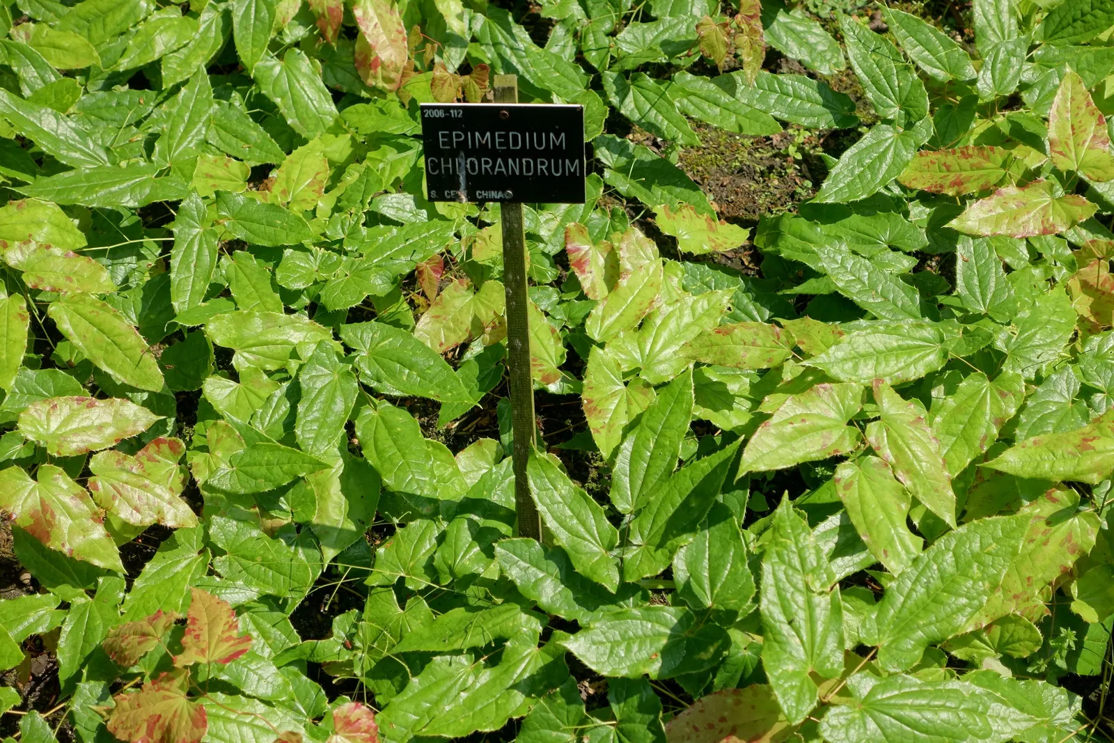 Barrenwort (Epimedium Alpinum) — It is hardy in Zones 5 to 9, ensuring suitability for a variety of temperate climates; hardy in zones 5-8, it reaches a height