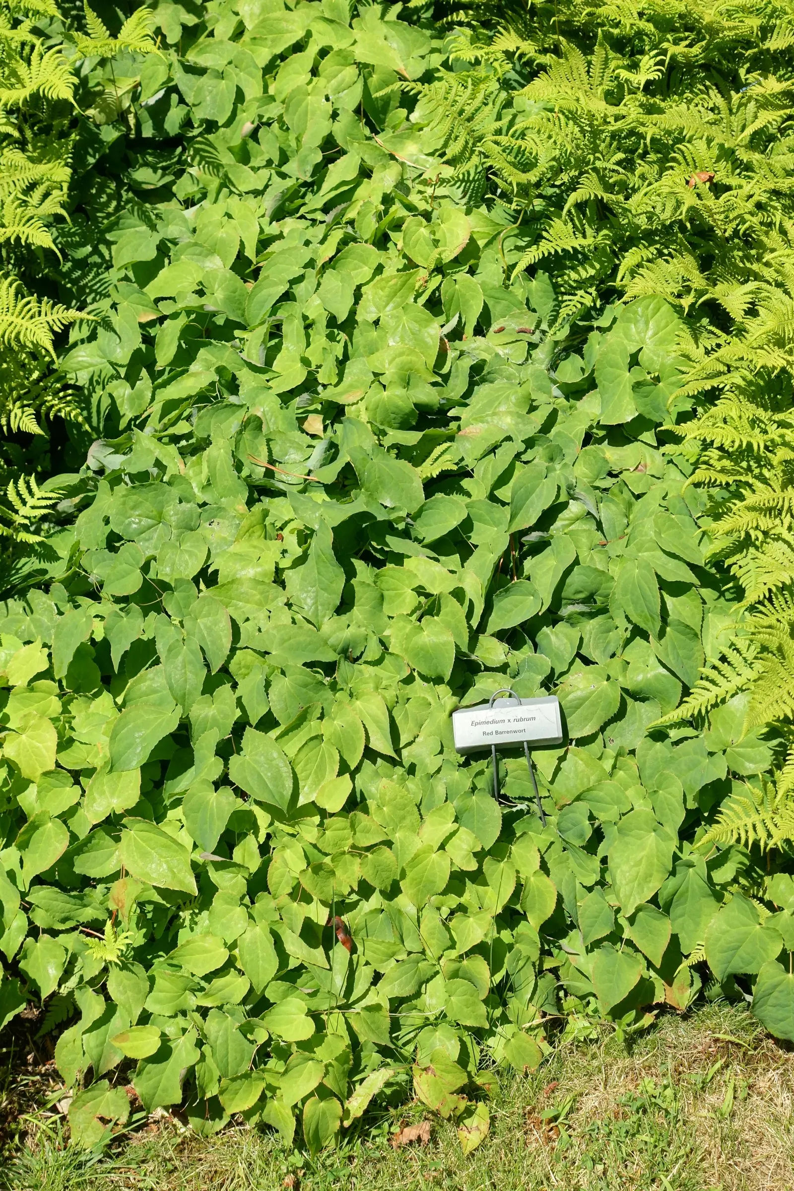 Barrenwort (Epimedium Alpinum) — this low-maintenance perennial tolerates dry soil once established