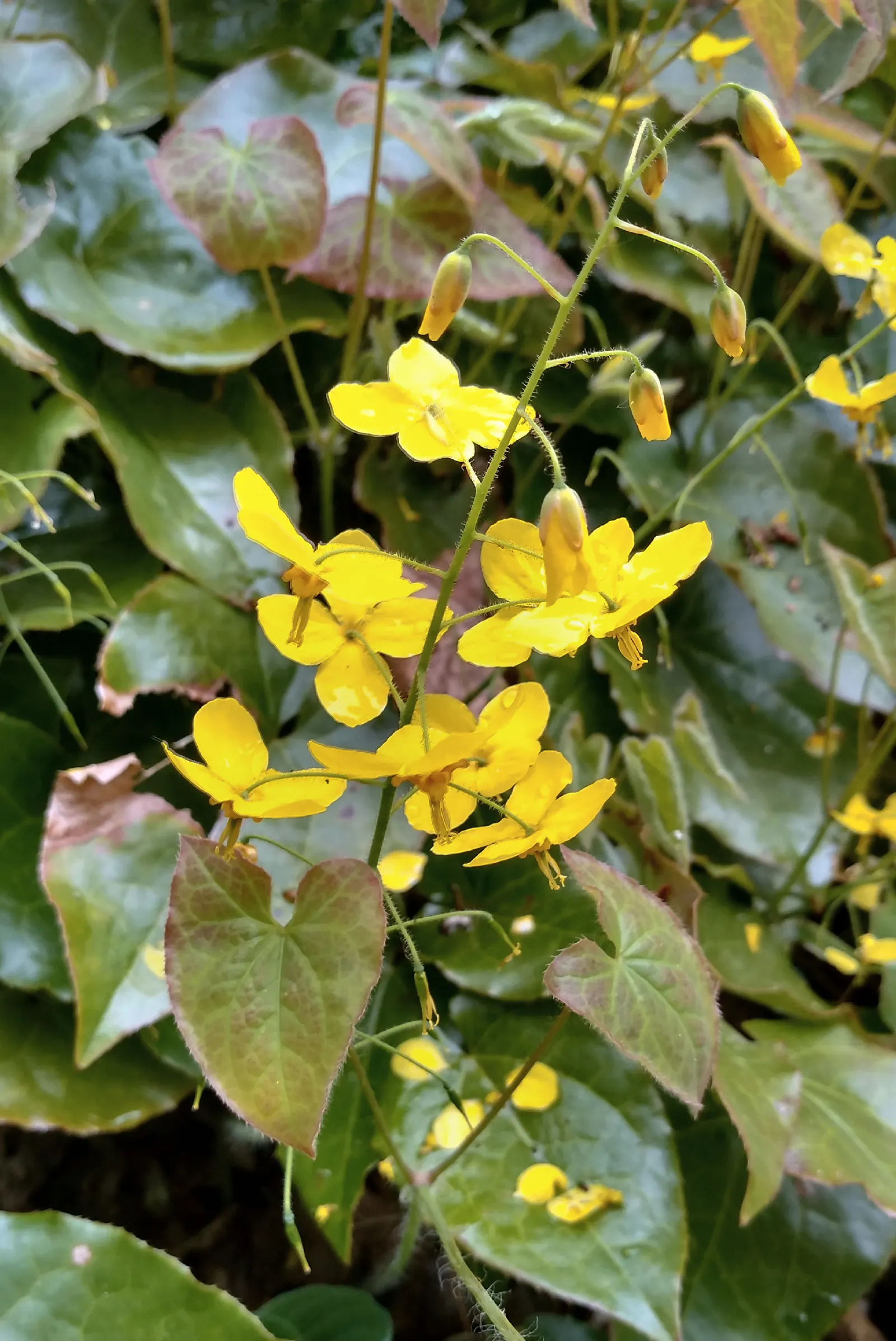 Barrenwort (Epimedium Alpinum) — making it a superb ground cover for difficult spots beneath trees or on slopes