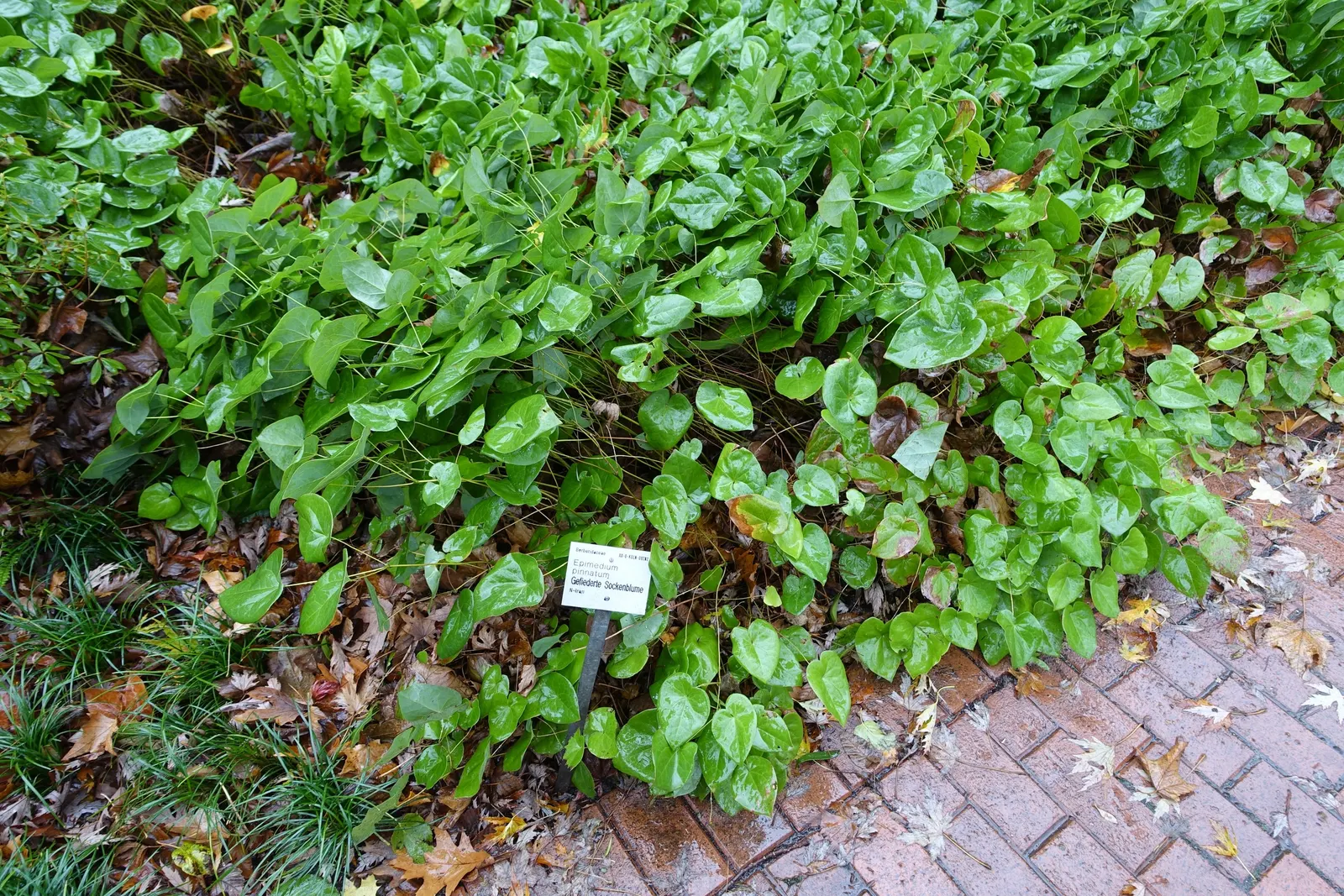 Barrenwort (Epimedium Alpinum) — Hardy in zones 5-8, it reaches a height of 8-12 inches and spreads up to 18 inches; it is hardy in Zones 5 to 9, ensuring