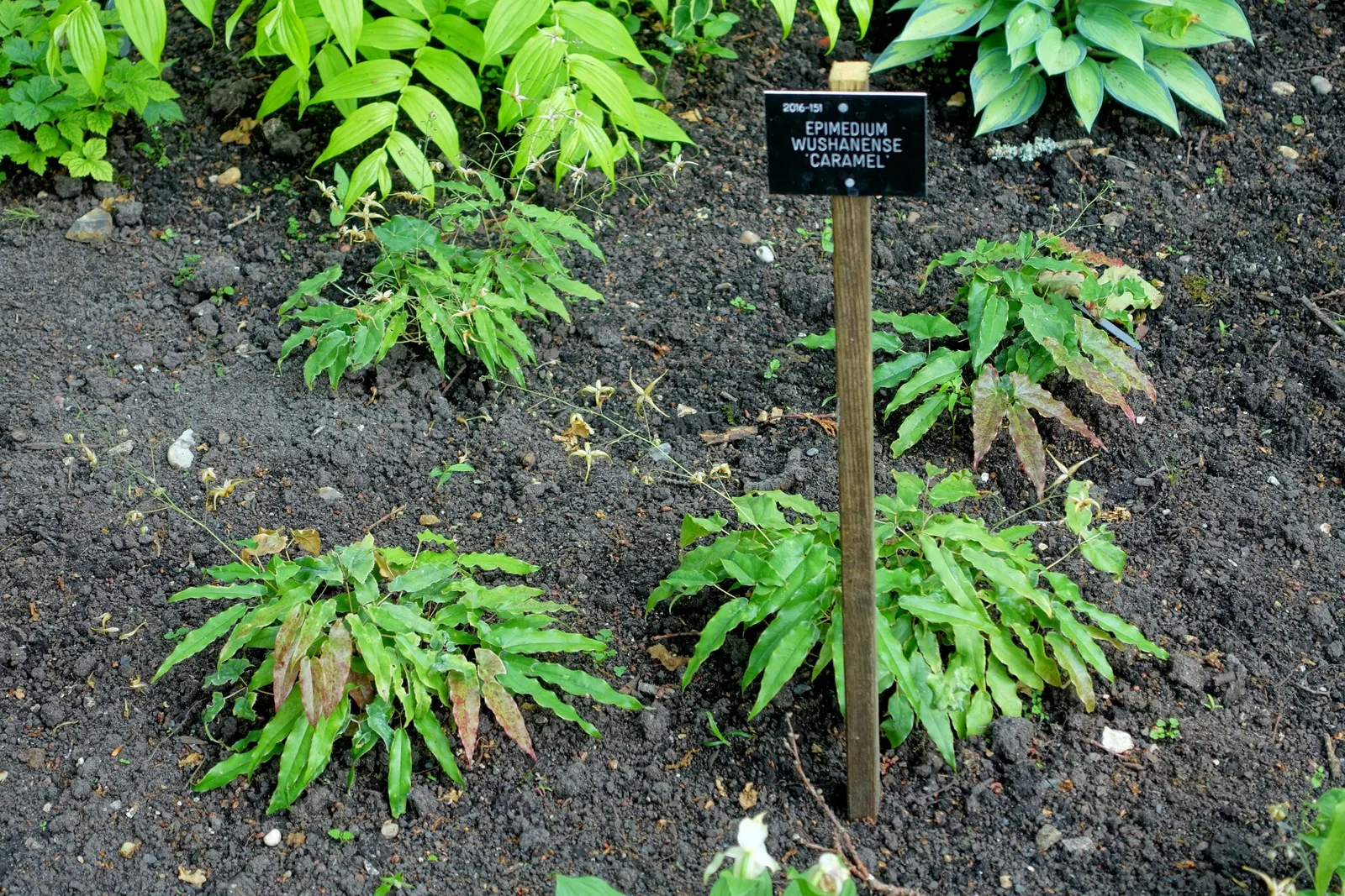 Barrenwort (Epimedium Alpinum) — It exhibits heart-shaped leaves and dainty, spider-like flowers in shades of red and yellow during spring; adding, image 59