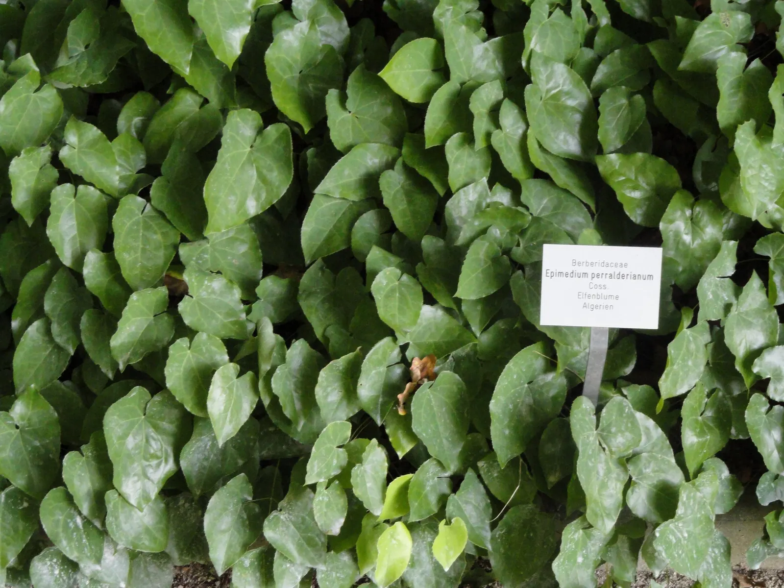 Barrenwort (Epimedium Alpinum) — often described as resembling small columbines or spurred violets; it is hardy in Zones 5 to 9, ensuring suitability for a