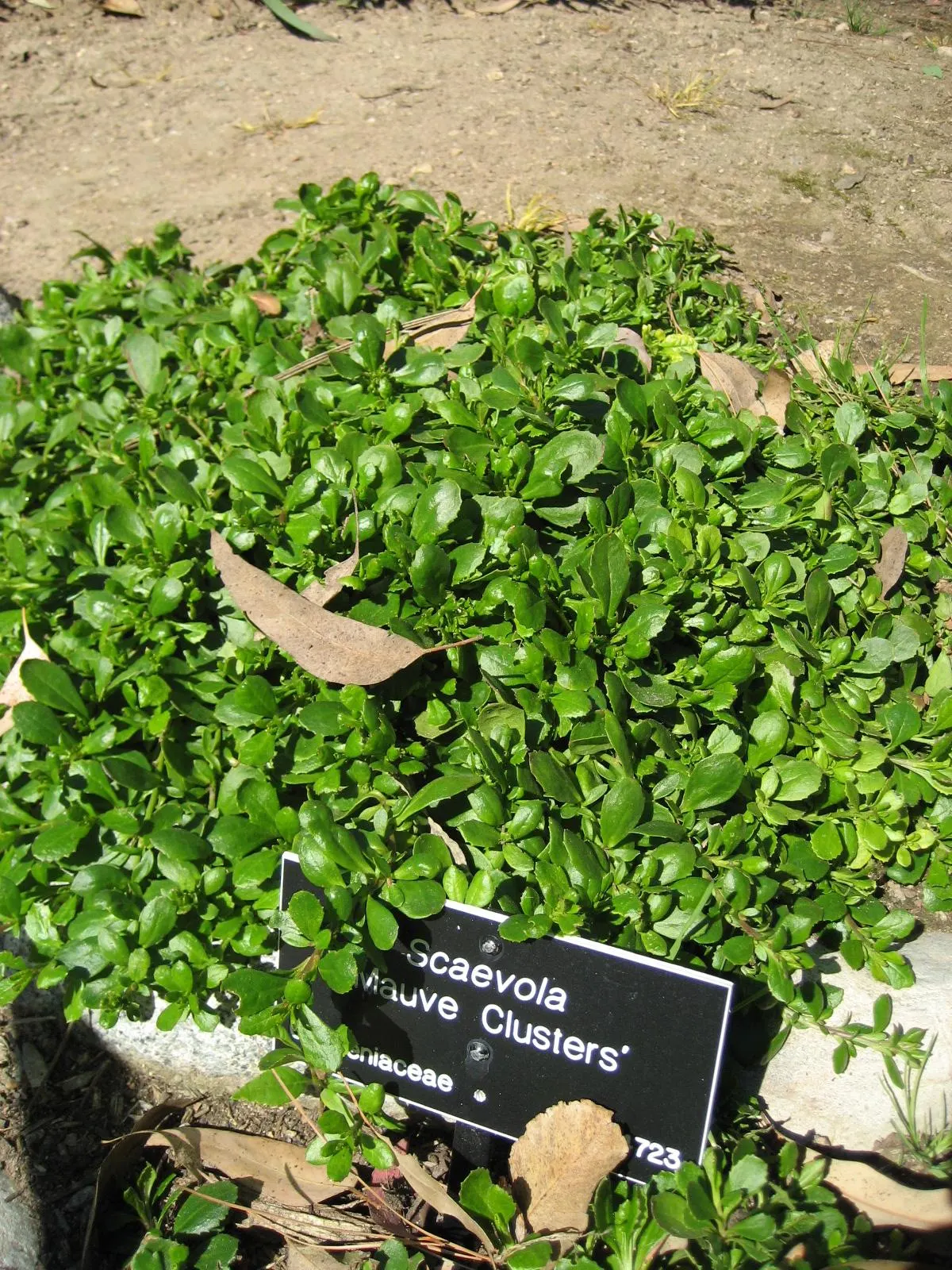 Mauve Clusters Fan Flower (Scaevola 'Mauve Clusters') — Thriving in full sun to partial shade, it reaches heights of 4-6 inches, with a spread of 18-24 inches