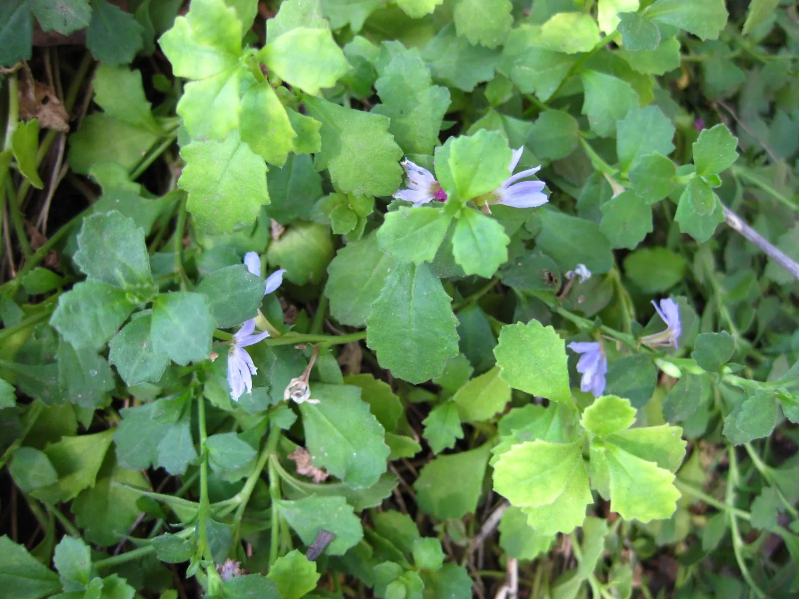 Mauve Clusters Fan Flower (Scaevola 'Mauve Clusters') — Scaevola 'Mauve Clusters', a robust groundcover, flaunts fan-shaped flowers of a delicate mauve shade