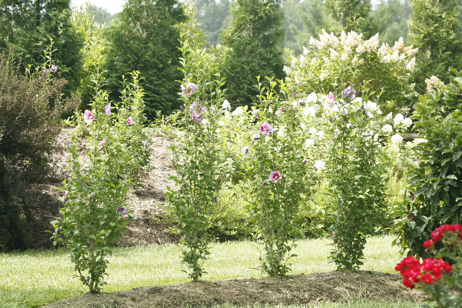 Purple Pillar® Rose of Sharon (Hibiscus syriacus) — or Hibiscus syriacus Purple Pillar®