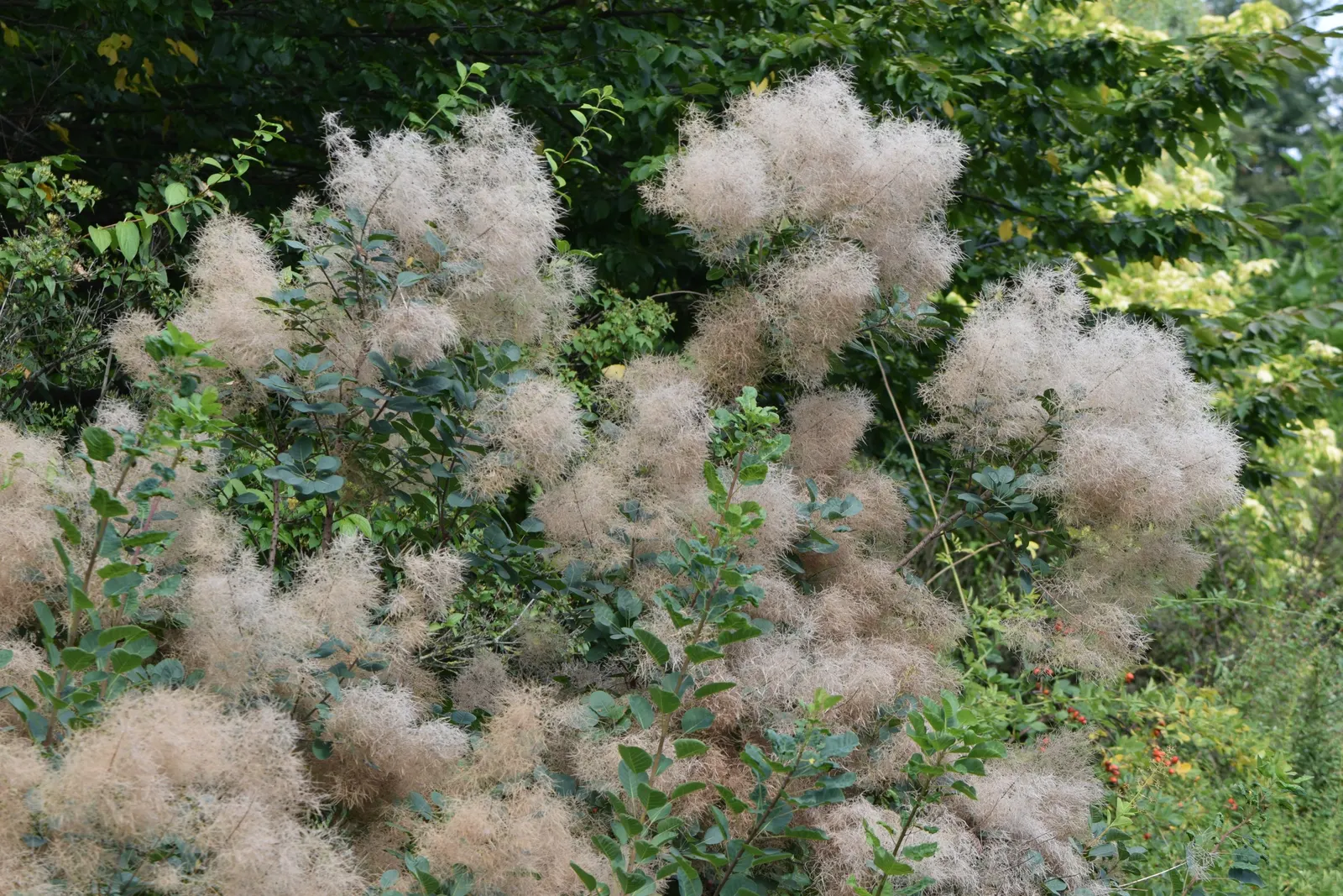 Smoke Bush (Cotinus Coggygria) — turning to green or blue-green before concluding with a fiery display of orange; while it grows best in USDA hardiness zones 5