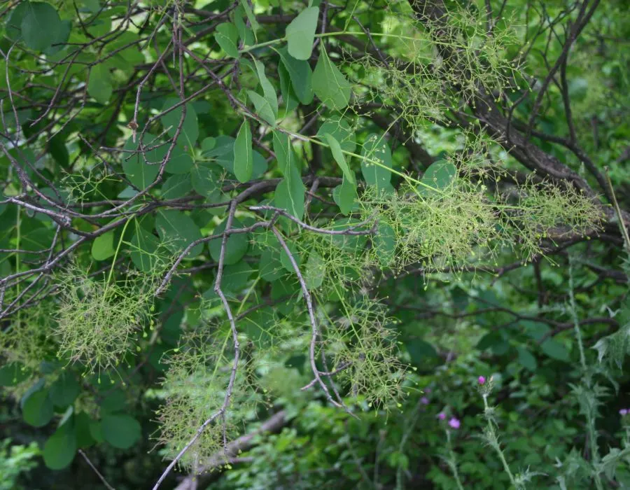 Smoke Bush (Cotinus Coggygria) — reaching 10-15 feet in height and width; it is quite drought-tolerant once established, image 107