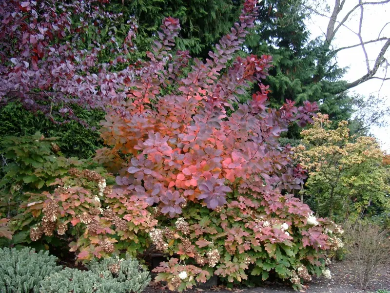 Smoke Bush (Cotinus Coggygria) — commonly known as Smoke Bush; notable for its purplish-pink smoke-like flower plumes and reddish-purple foliage, image 53