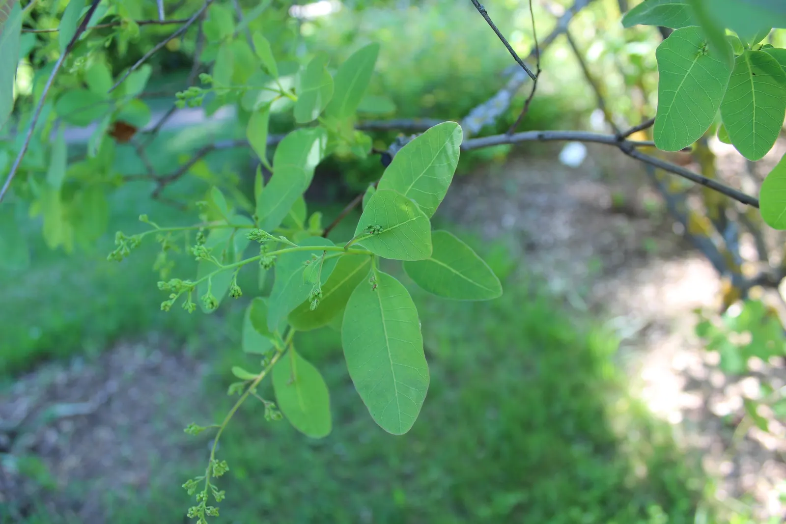 Smoke Bush (Cotinus Coggygria) — turning to green or blue-green before concluding with a fiery display of orange; while it grows best in USDA, image 92
