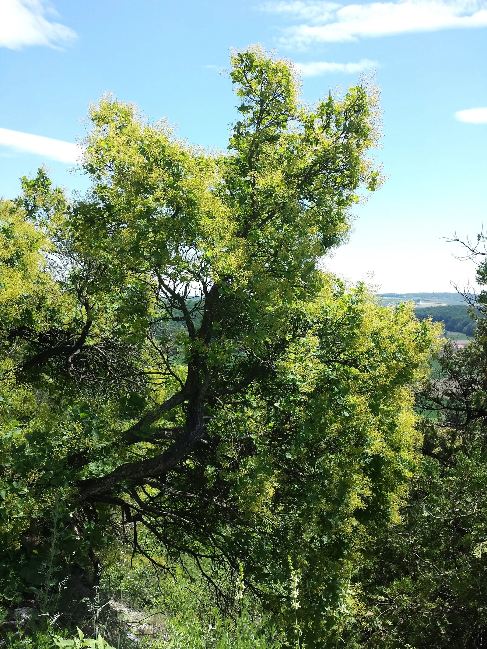 Smoke Bush (Cotinus Coggygria) — or as part of a mixed border; whether used as a specimen, image 100