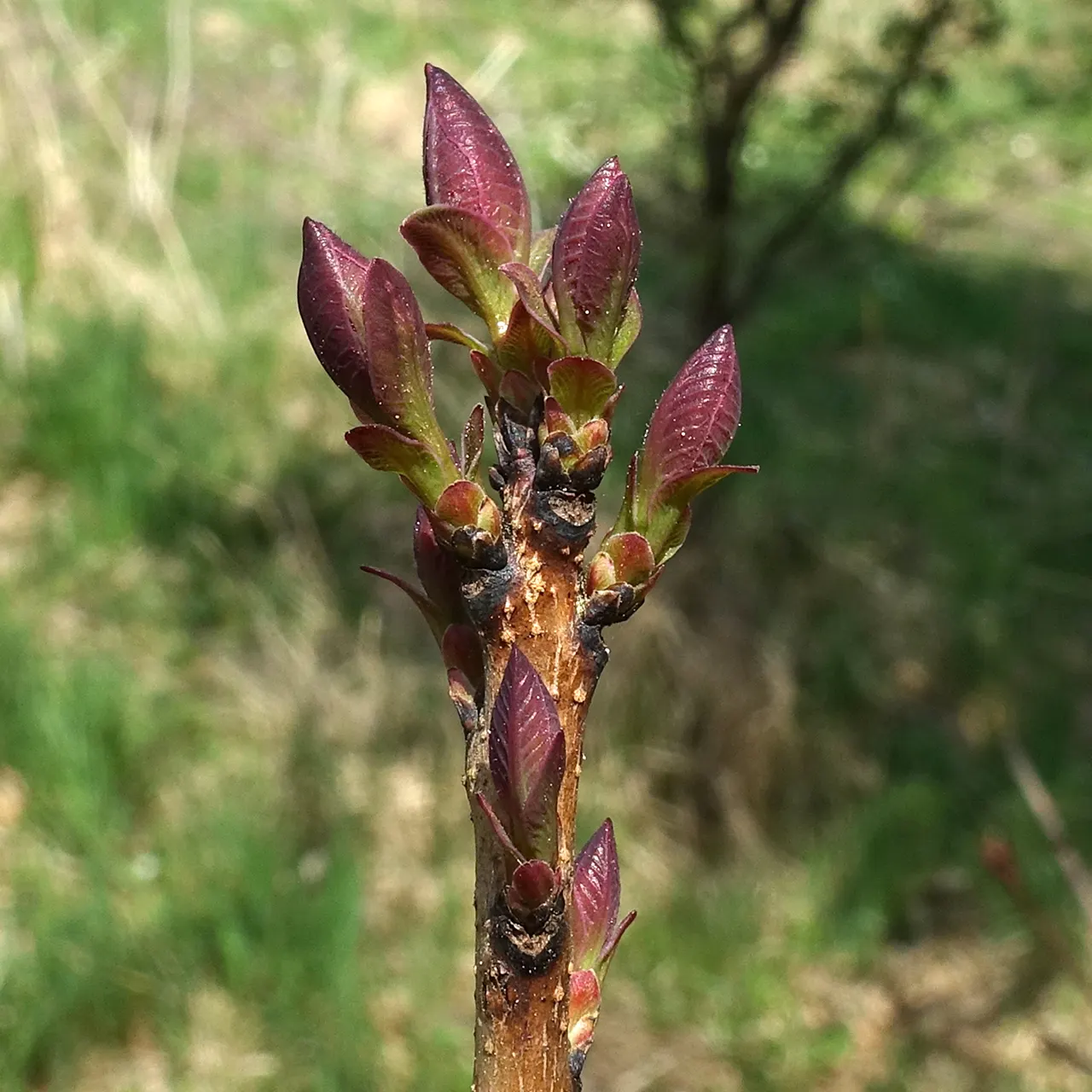 Smoke Bush (Cotinus Coggygria) — is a deciduous shrub with a rounded habit; typically growing to heights of 10 to 15 feet with a similar spread, image 106