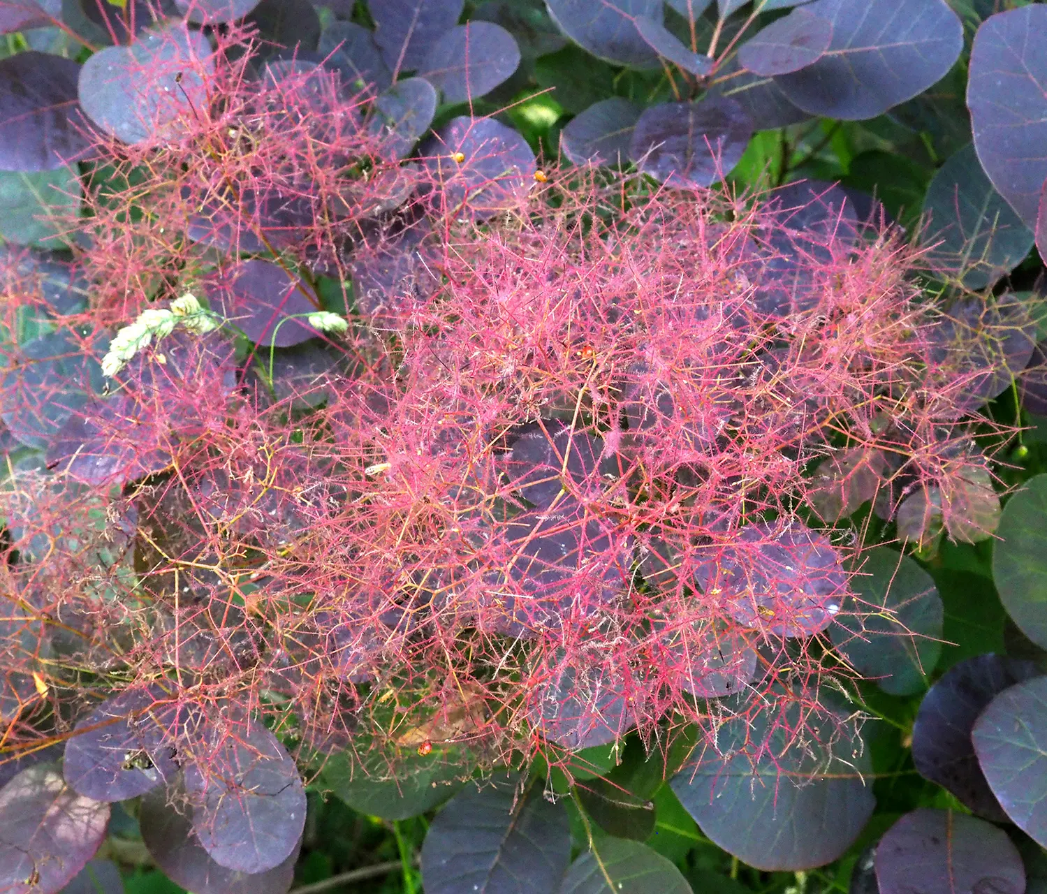 Smoke Bush (Cotinus Coggygria) — cloud-like plumes and vibrant foliage