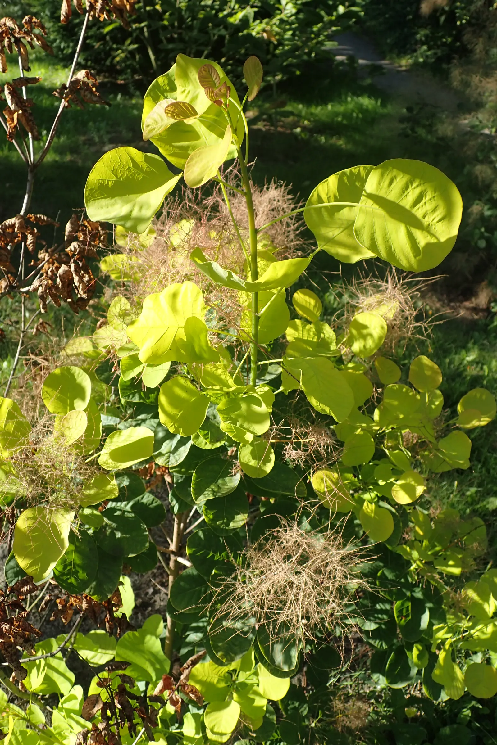 Smoke Bush (Cotinus Coggygria) — it is quite drought-tolerant once established; making it an excellent choice for varied climates