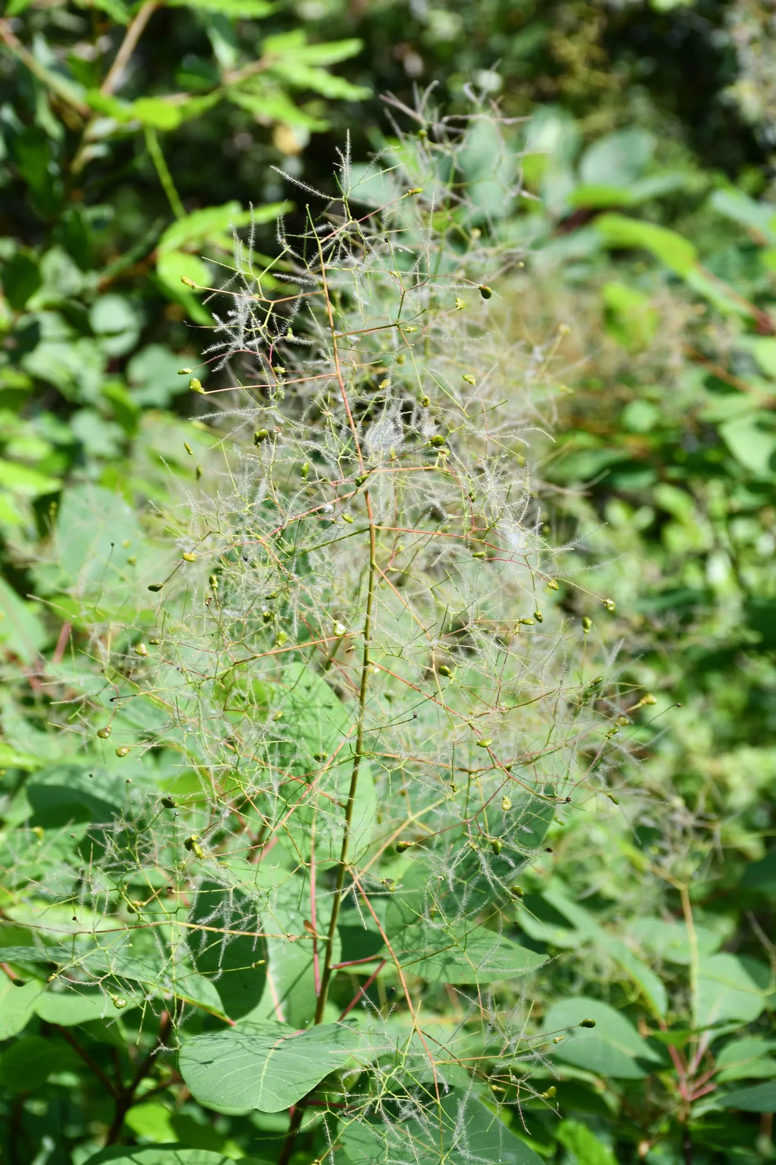 Smoke Bush (Cotinus Coggygria) — commonly known as Smoke Bush; notable for its purplish-pink smoke-like flower plumes and reddish-purple foliage, image 131