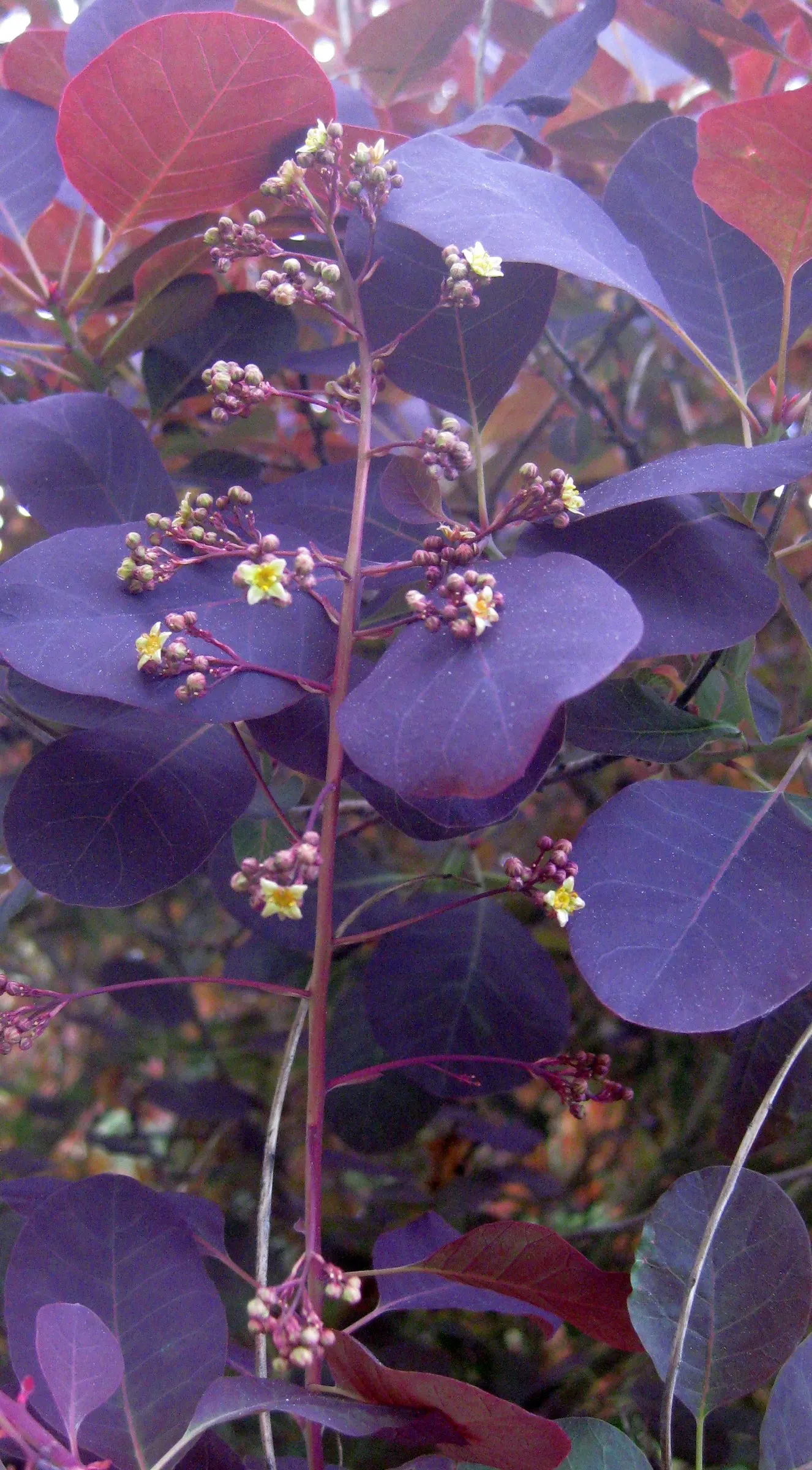 Smoke Bush (Cotinus Coggygria) — though well-drained soil is ideal; it creates a stunning focal point, image 146
