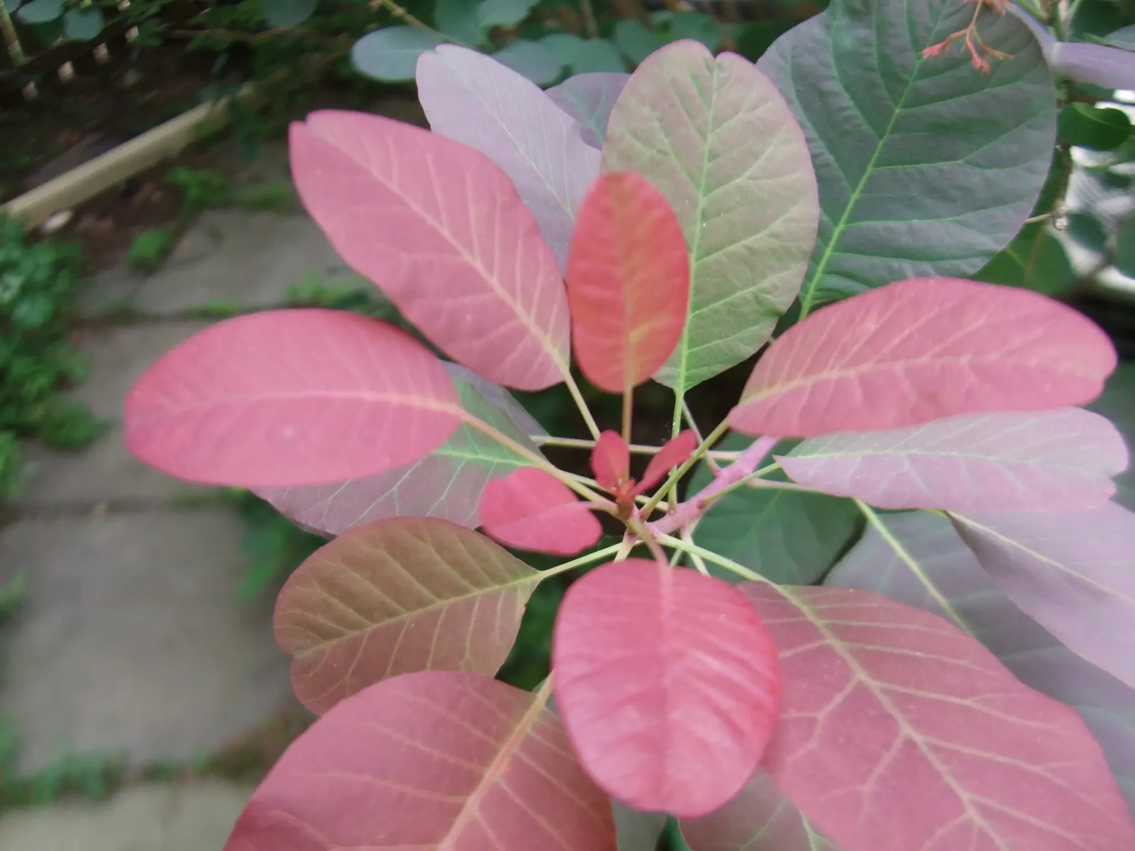 Smoke Bush (Cotinus Coggygria) — though well-drained soil is ideal; it creates a stunning focal point, image 94