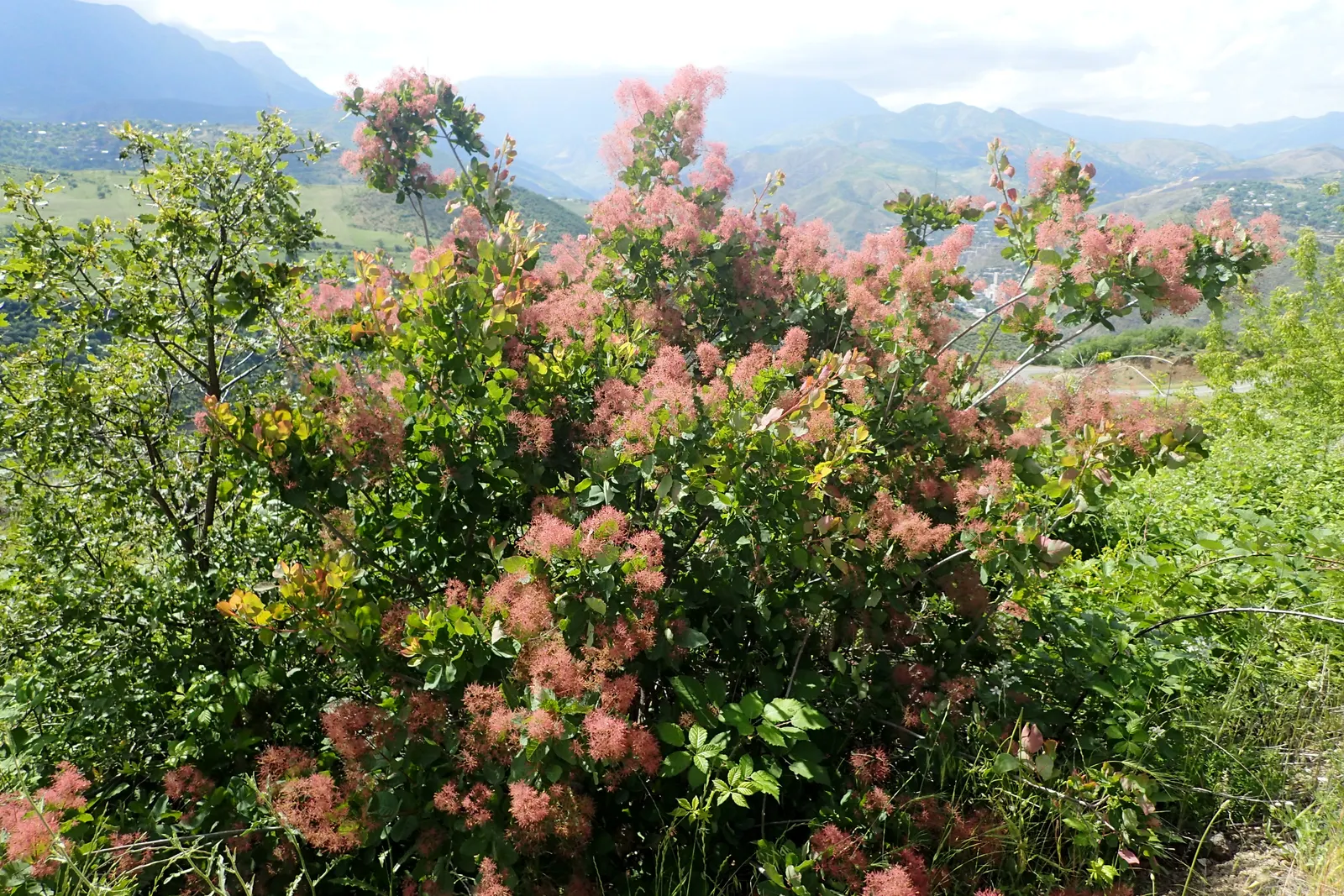 Smoke Bush (Cotinus Coggygria) — is an ornamental deciduous shrub that provides a remarkable visual interest with its unique