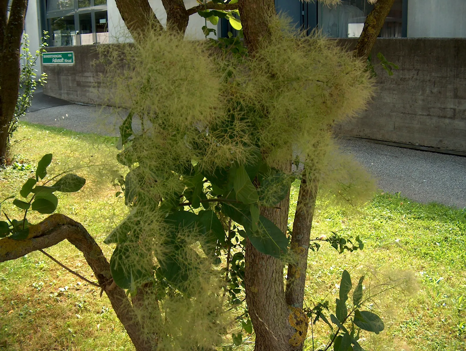 Smoke Bush (Cotinus Coggygria) — commonly known as Smoke Bush; notable for its purplish-pink smoke-like flower plumes and reddish-purple foliage, image 105