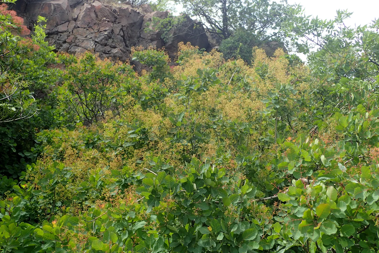 Smoke Bush (Cotinus Coggygria) — making it an excellent choice for varied climates; shrub / tree for full or half, image 123