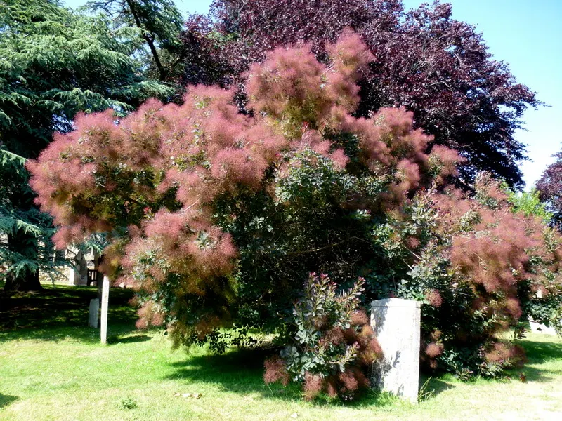 Smoke Bush (Cotinus Coggygria) — Notable for its purplish-pink smoke-like flower plumes and reddish-purple foliage; shrub / tree with green and pink and purple