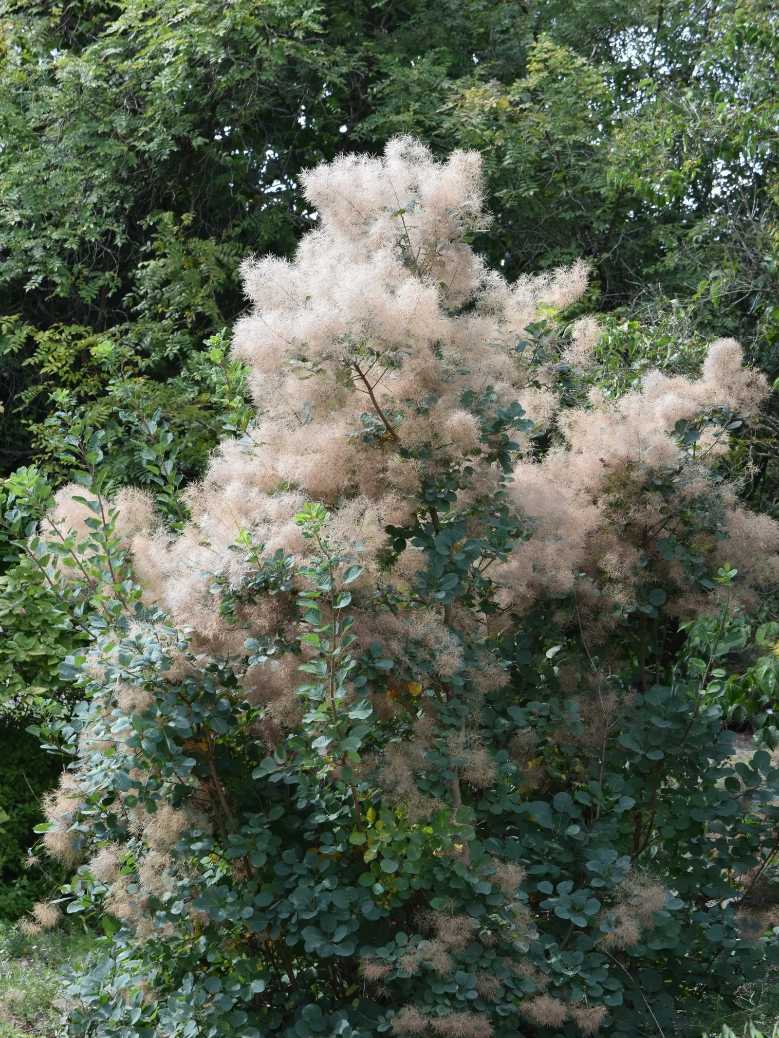 Smoke Bush (Cotinus Coggygria) — Whether used as a specimen