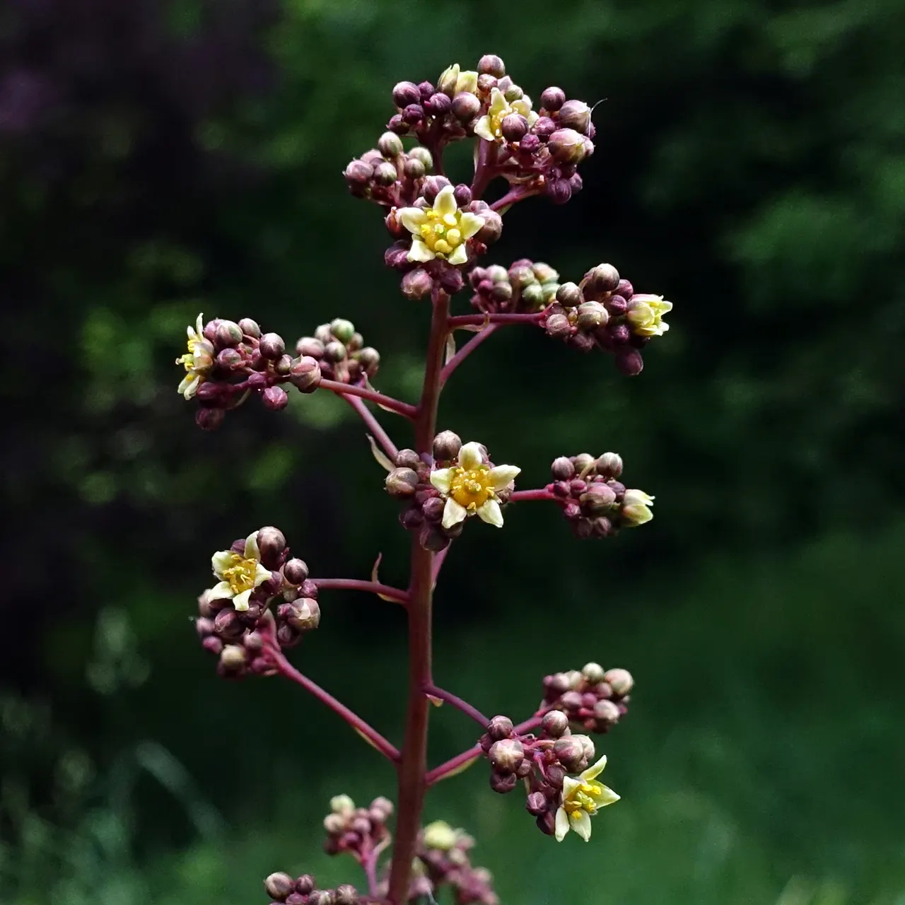 Smoke Bush (Cotinus Coggygria) — as well as to promote vigorous new growth which enhances the foliage color and flower production; minimal pruning, image 98