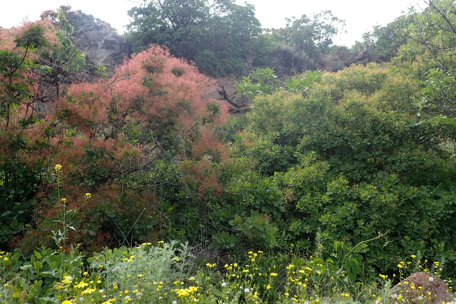 Smoke Bush (Cotinus Coggygria) — reaching 10-15 feet in height and width; it is quite drought-tolerant once established, image 55