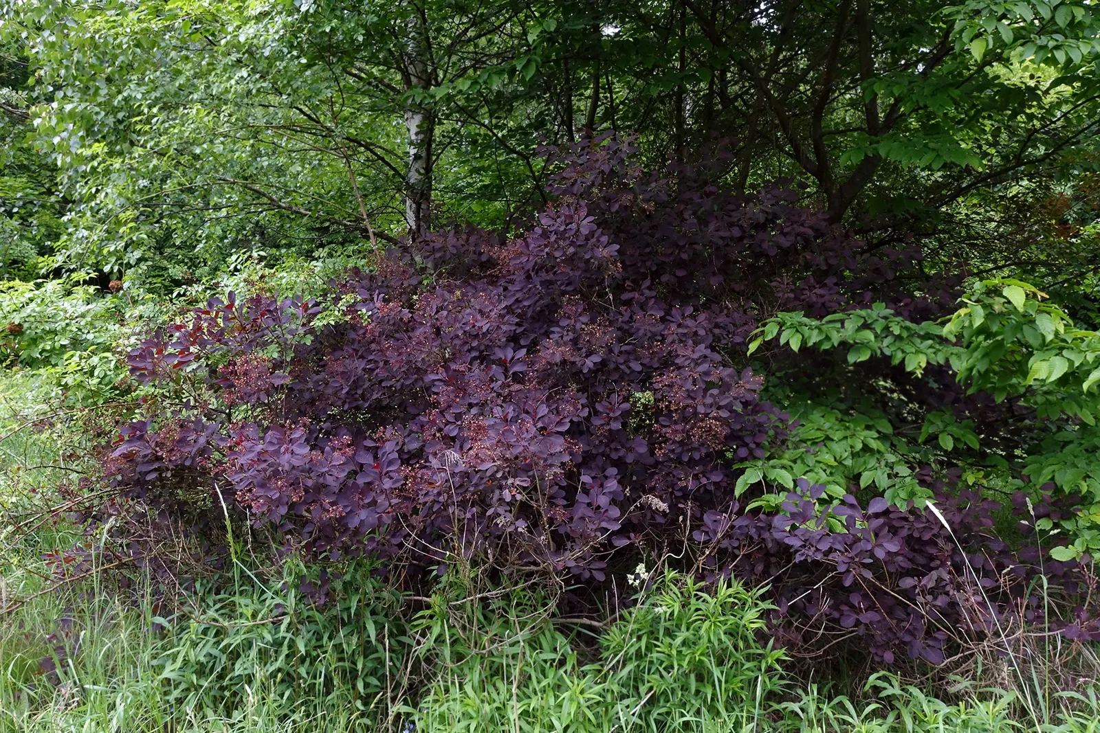 Smoke Bush (Cotinus Coggygria) — Typically growing to heights of 10 to 15 feet with a similar spread; or as part of a mixed border, image 89