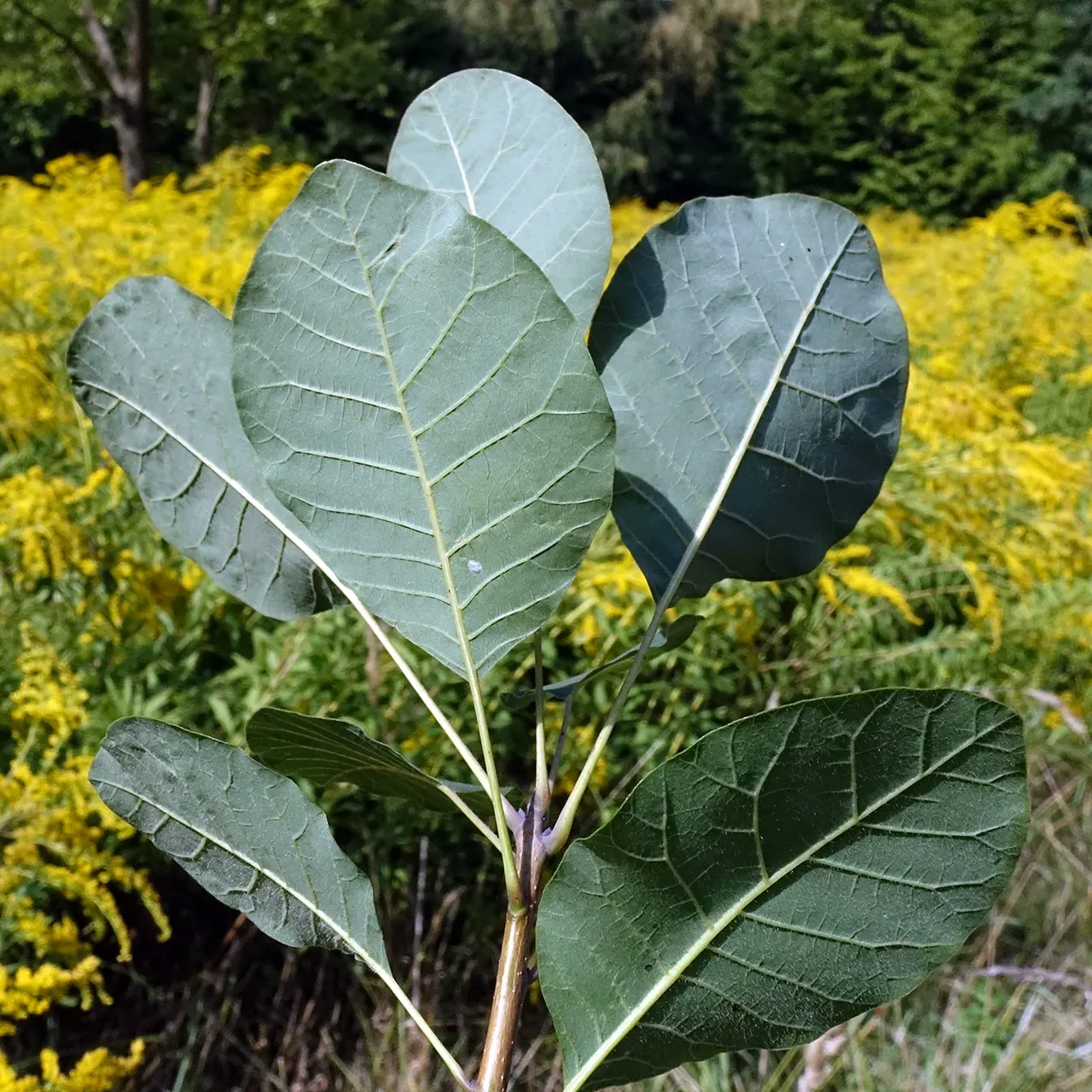 Smoke Bush (Cotinus Coggygria) — as well as to promote vigorous new growth which enhances the foliage color and flower production; minimal pruning, image 72