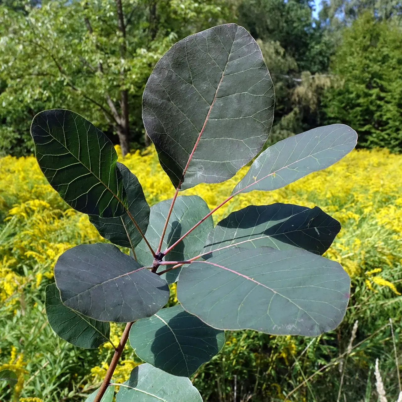 Smoke Bush (Cotinus Coggygria) — While it grows best in USDA hardiness zones 5 through 8; these feathery blooms are composed of numerous tiny flowers