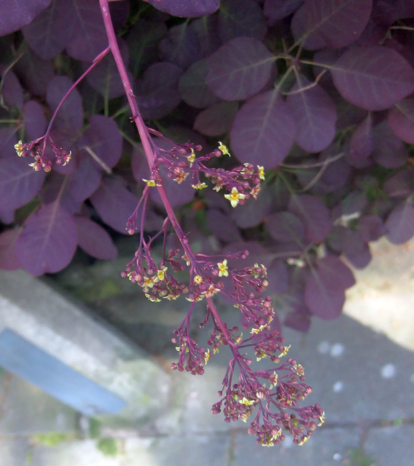 Smoke Bush (Cotinus Coggygria) — or purplish-red in the fall; green and pink and purple flowers in the garden