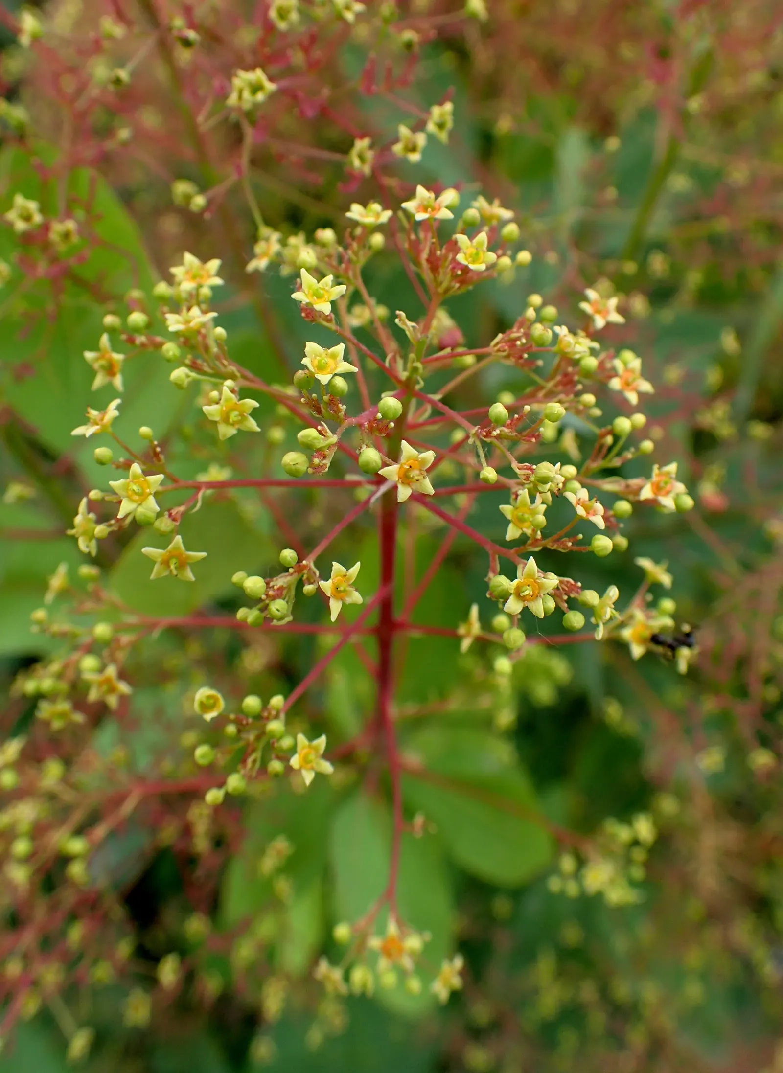 Smoke Bush (Cotinus Coggygria) — it creates a stunning focal point; thrives in well-drained soil and full sun to partial shade, image 83