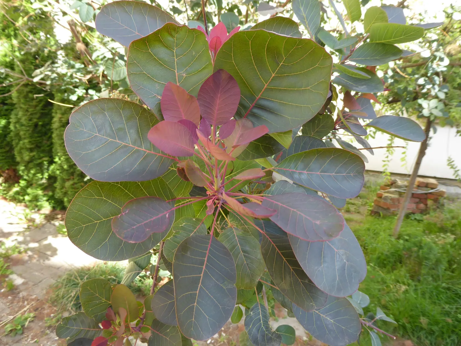 Smoke Bush (Cotinus Coggygria) — or purplish-red in the fall; green and pink and purple flowers in the garden, image 67