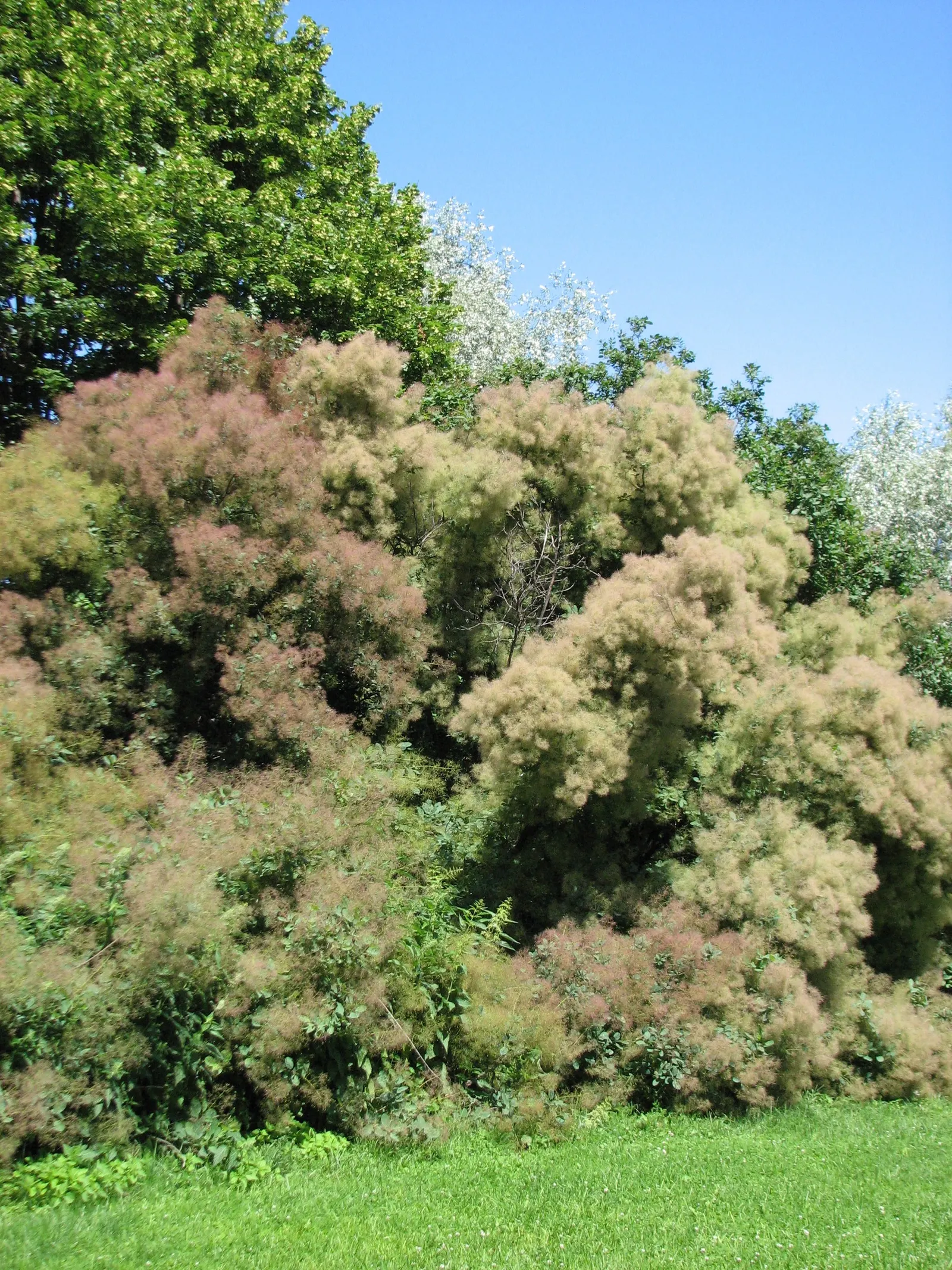 Smoke Bush (Cotinus Coggygria) — the leaves of the Cotinus coggygria emerge in a rich purple or reddish hue; cloud-like plumes and vibrant foliage, image 65