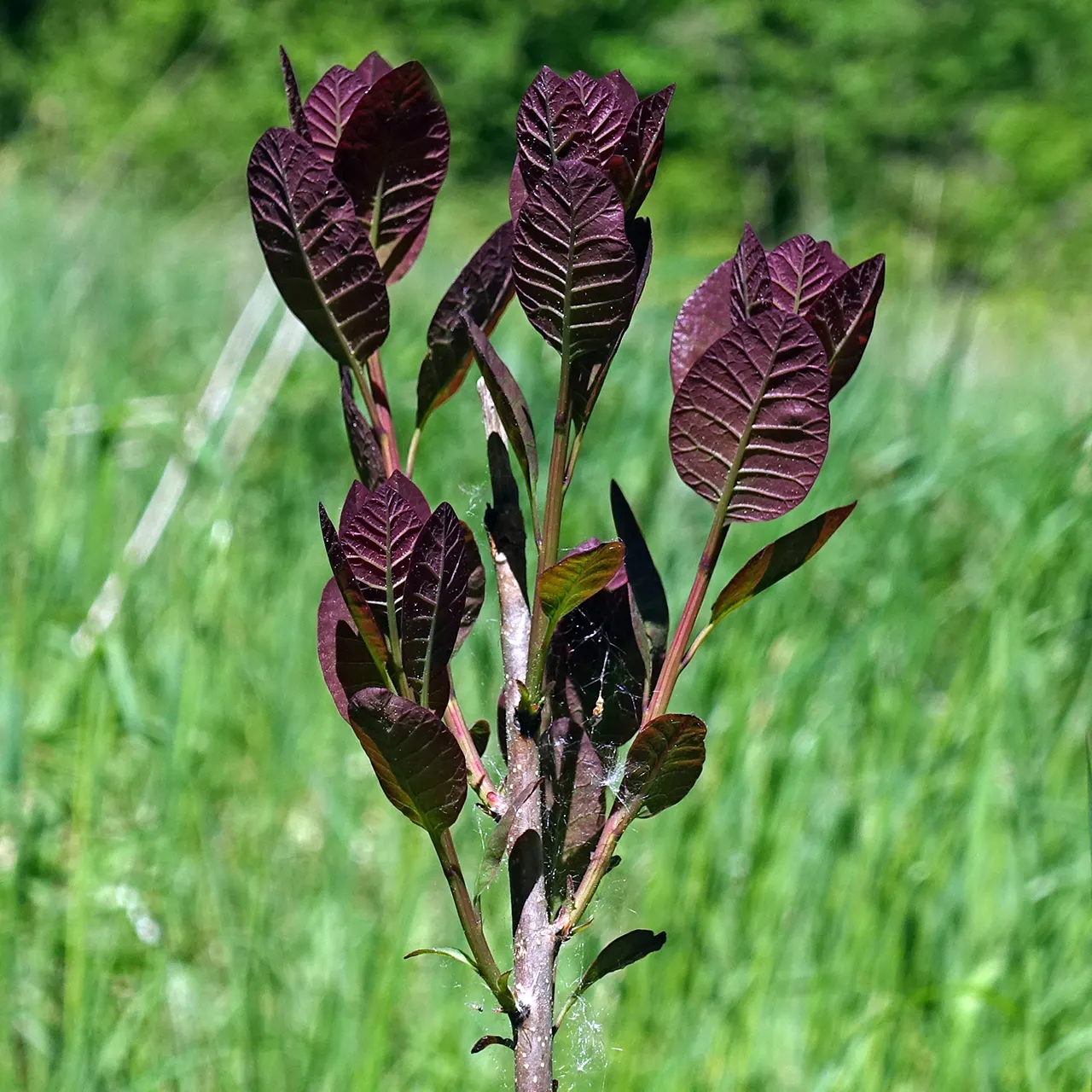 Smoke Bush (Cotinus Coggygria) — These feathery blooms are composed of numerous tiny flowers; reaching 10-15 feet in height and width, image 64