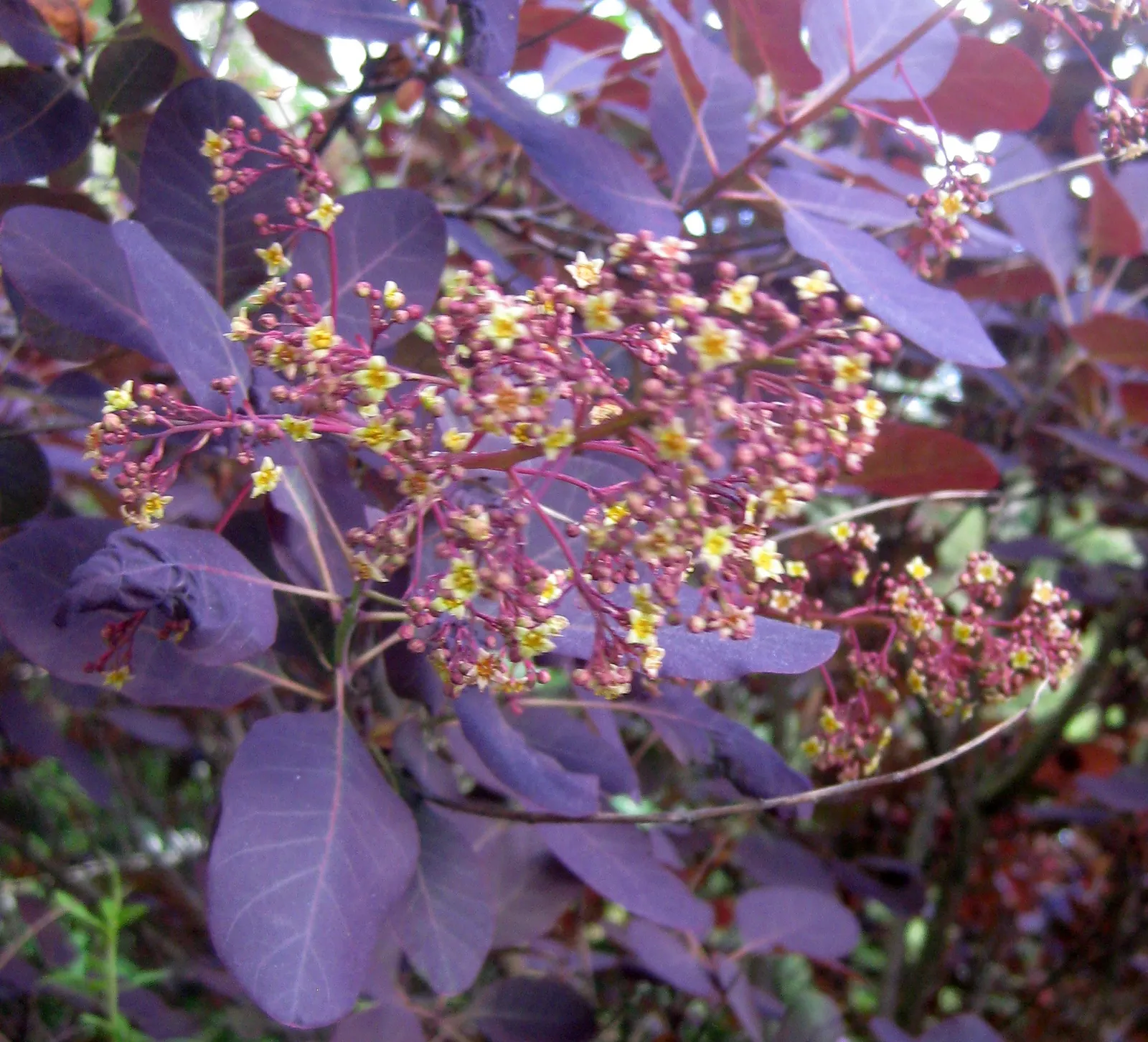 Smoke Bush (Cotinus Coggygria) — green and pink and purple flowers in the garden