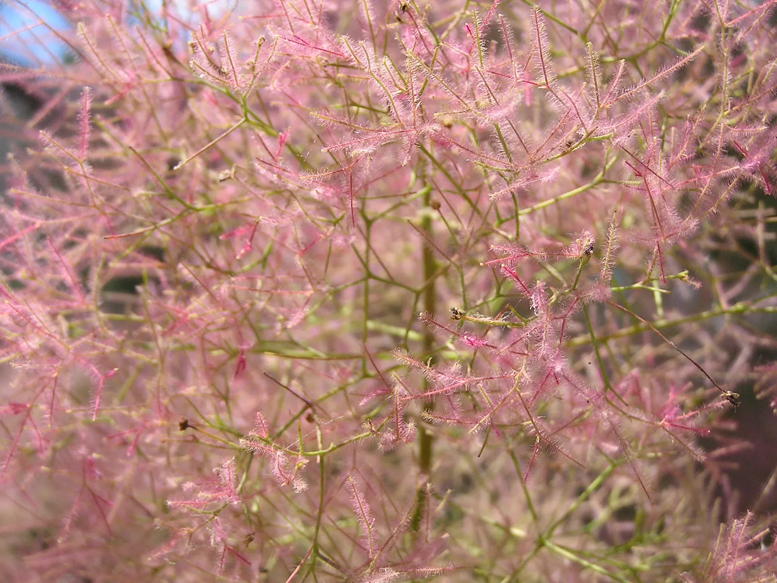Smoke Bush (Cotinus Coggygria) — or purplish-red in the fall