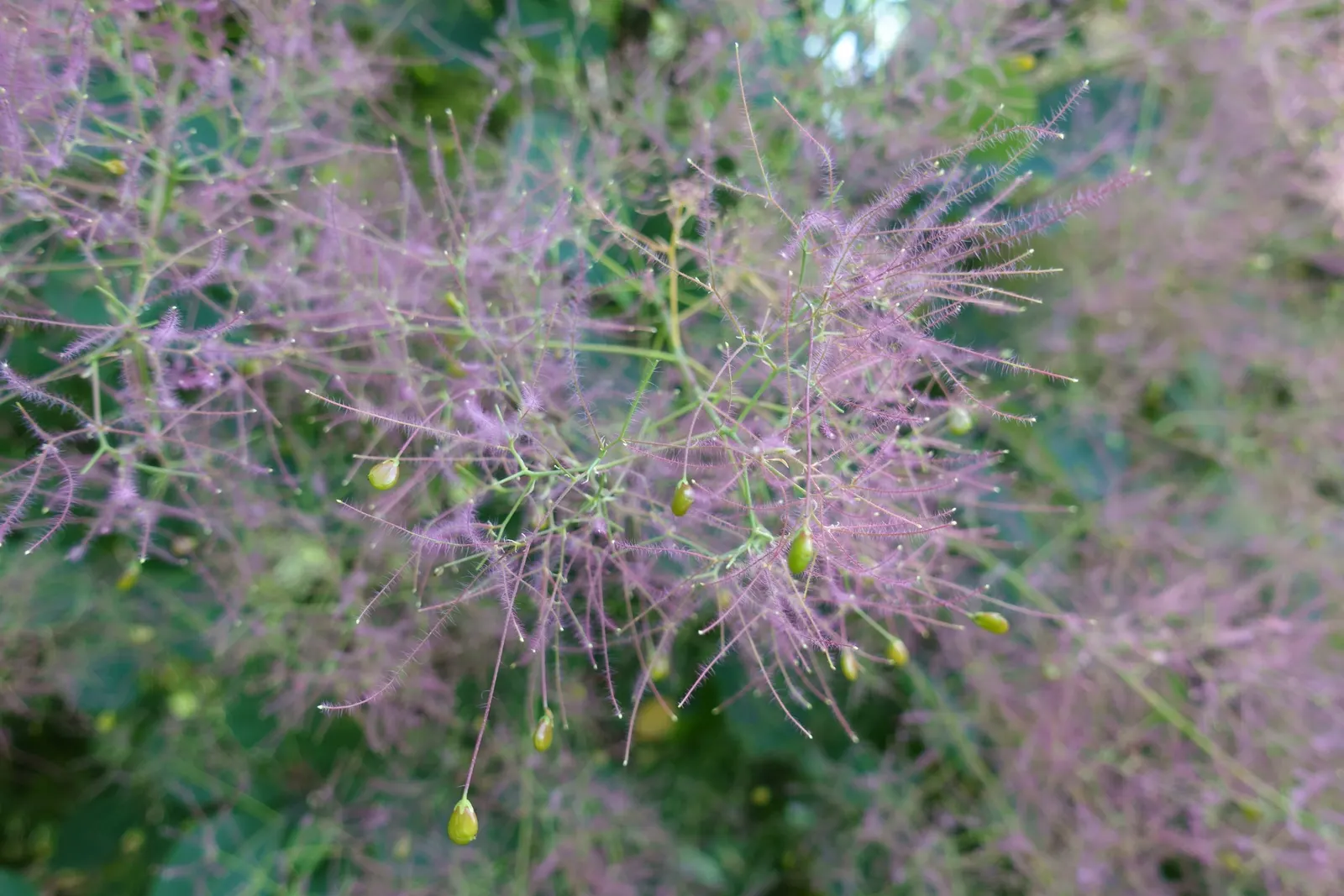 Smoke Bush (Cotinus Coggygria) — Typically growing to heights of 10 to 15 feet with a similar spread