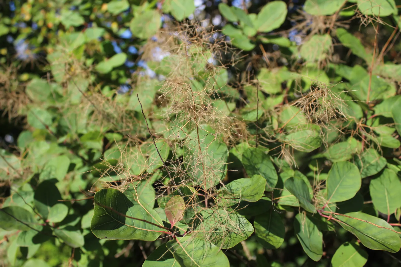 Smoke Bush (Cotinus Coggygria) — These feathery blooms are composed of numerous tiny flowers