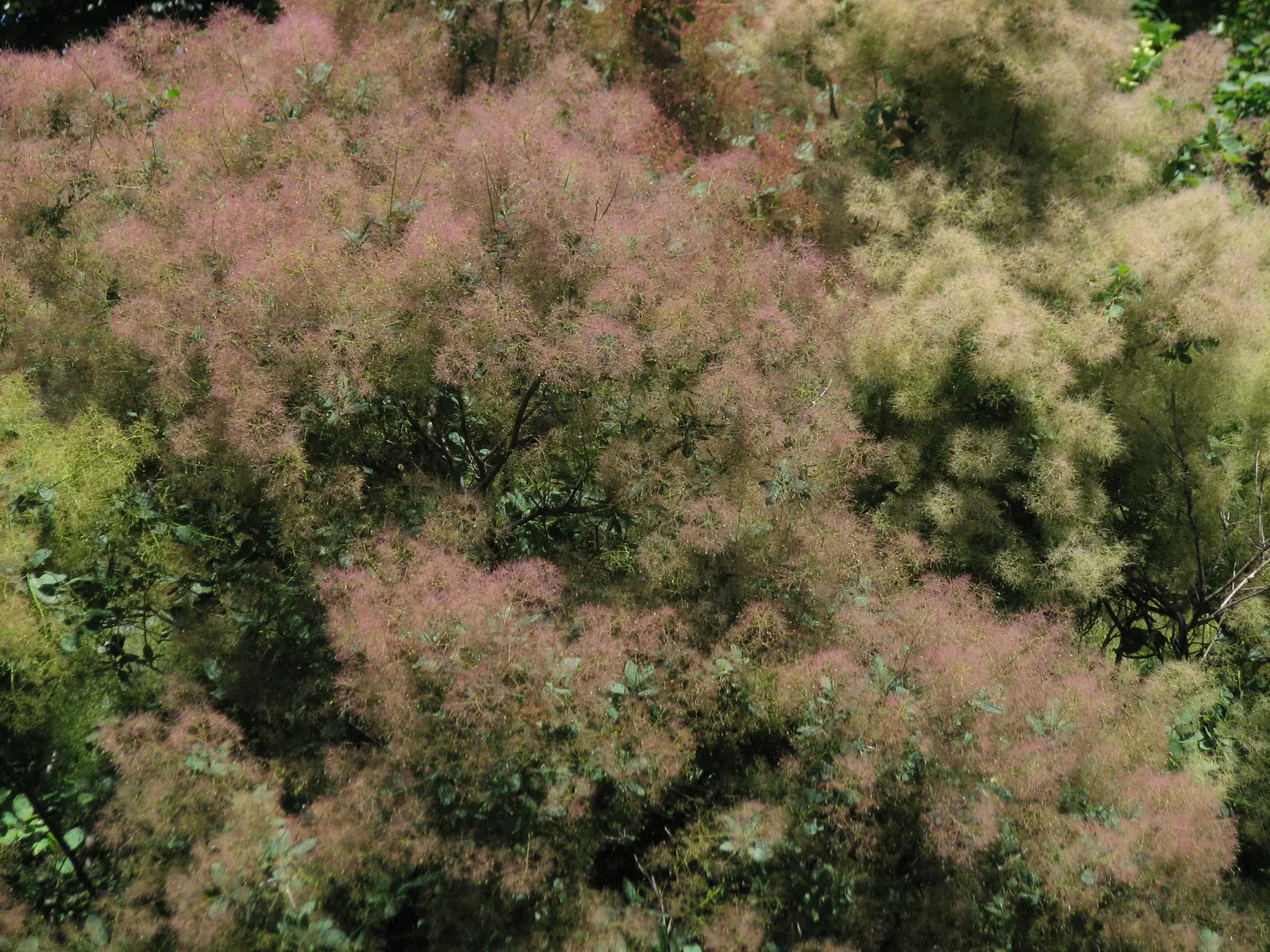 Smoke Bush (Cotinus Coggygria) — Cotinus coggygria offers dynamic versatility and captivating beauty for any garden space