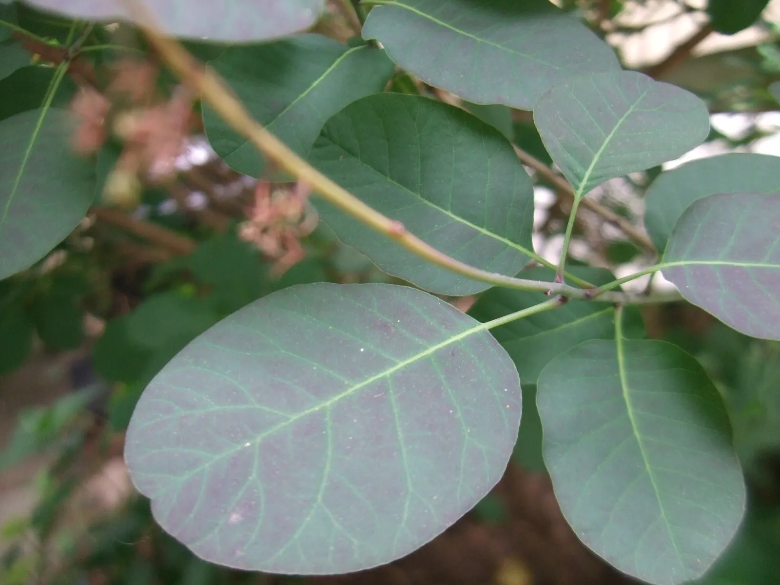 Smoke Bush (Cotinus Coggygria) — Minimal pruning necessary; tolerates drought once established; as well as to promote vigorous new growth which, image 111