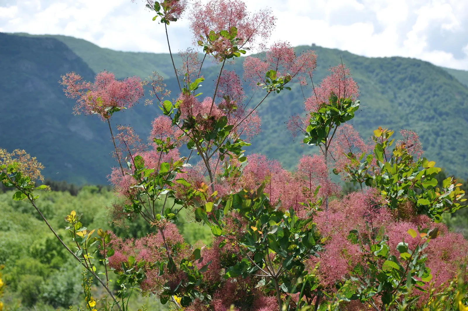 Smoke Bush (Cotinus Coggygria) — it is quite drought-tolerant once established; making it an excellent choice for varied climates, image 70