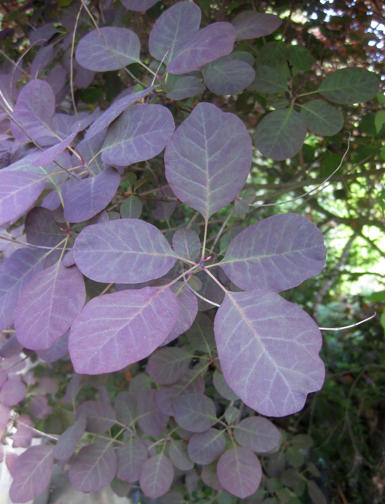 Smoke Bush (Cotinus Coggygria) — Minimal pruning necessary; tolerates drought once established; as well as to promote vigorous new growth which, image 137